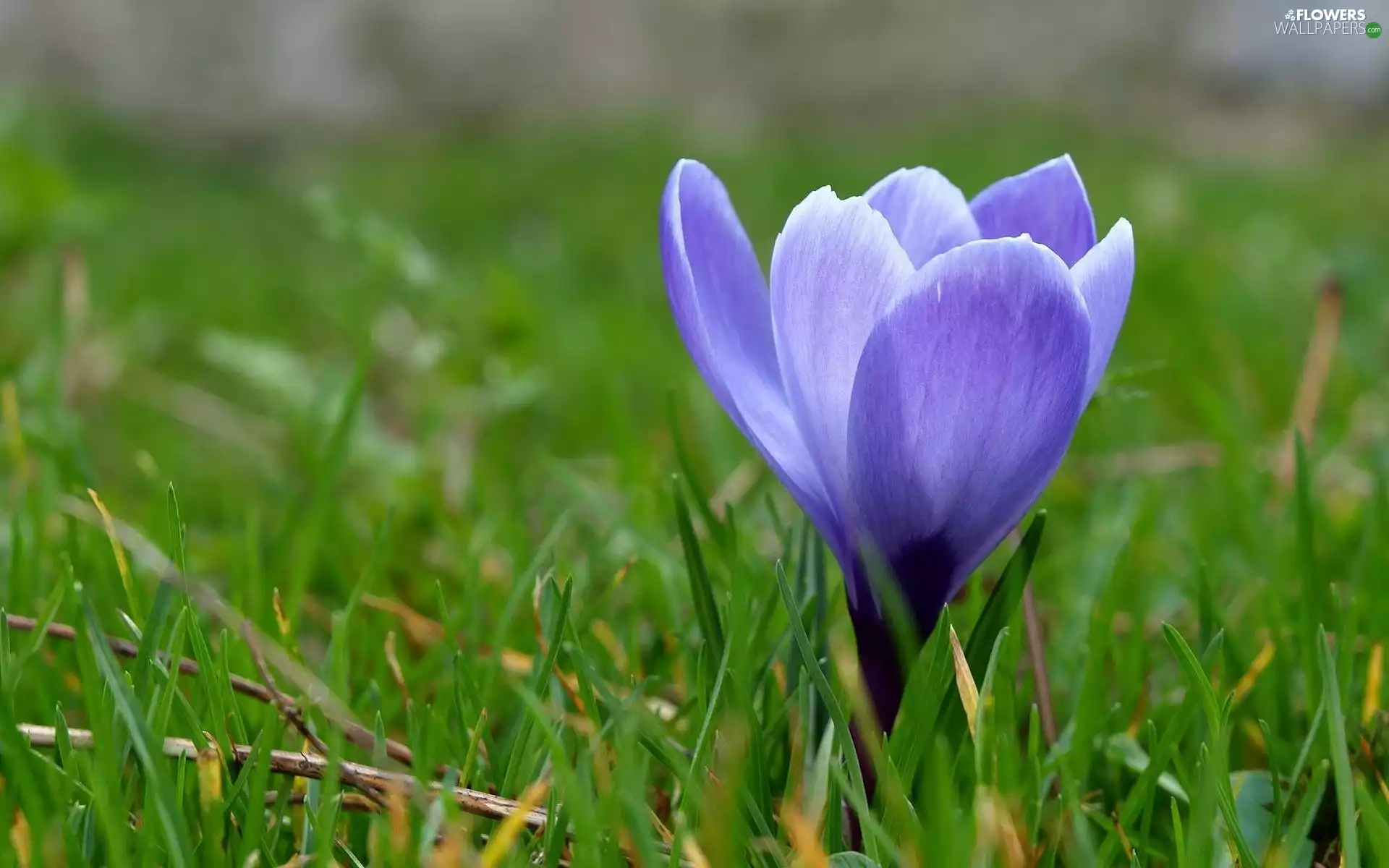 crocus, grass