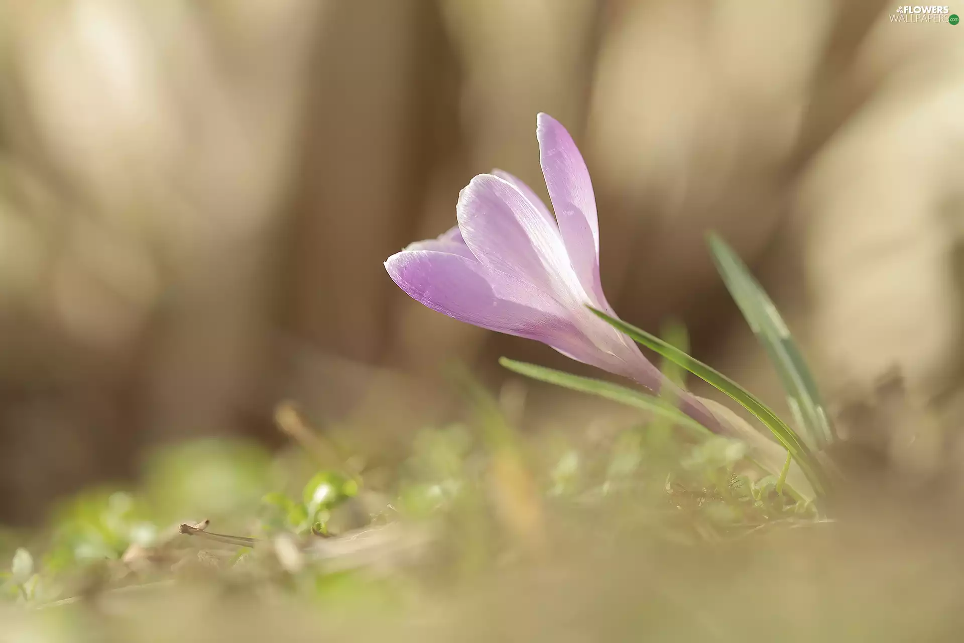 crocus, lilac, leaning