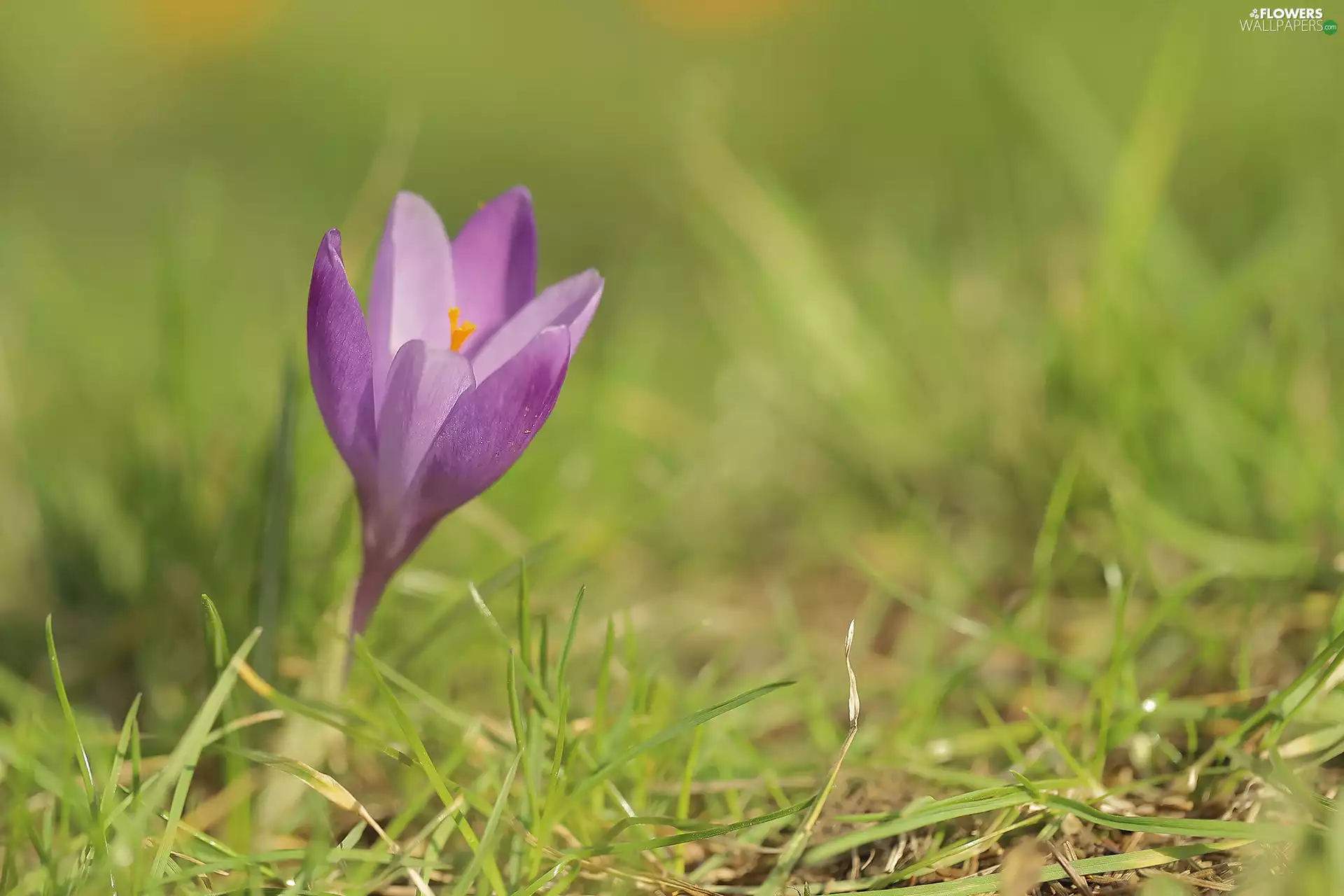 lilac, grass, rapprochement, crocus