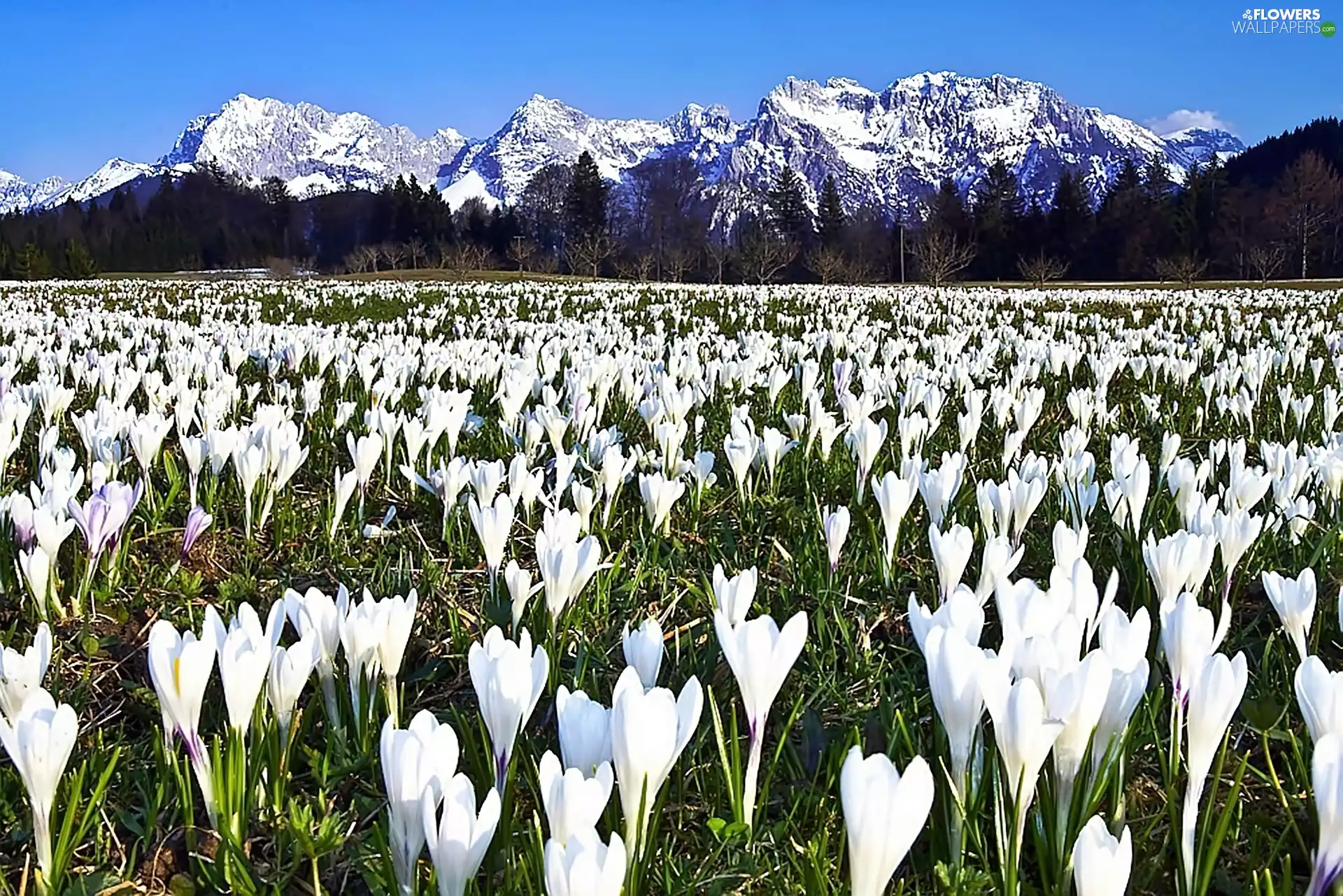 white, crocus, peaks, Meadow, Snowy
