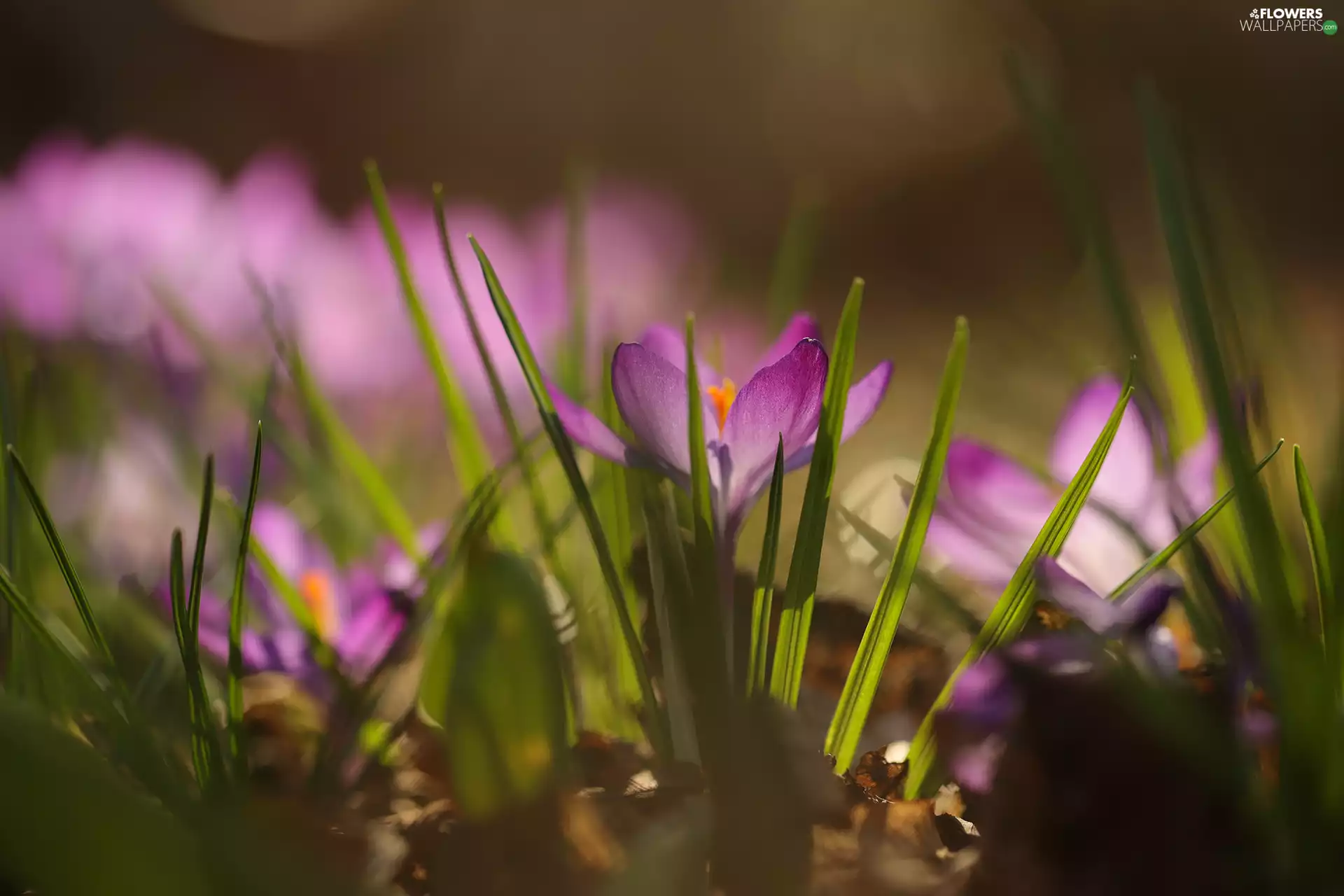 Violet, crocus, rapprochement, Colourfull Flowers