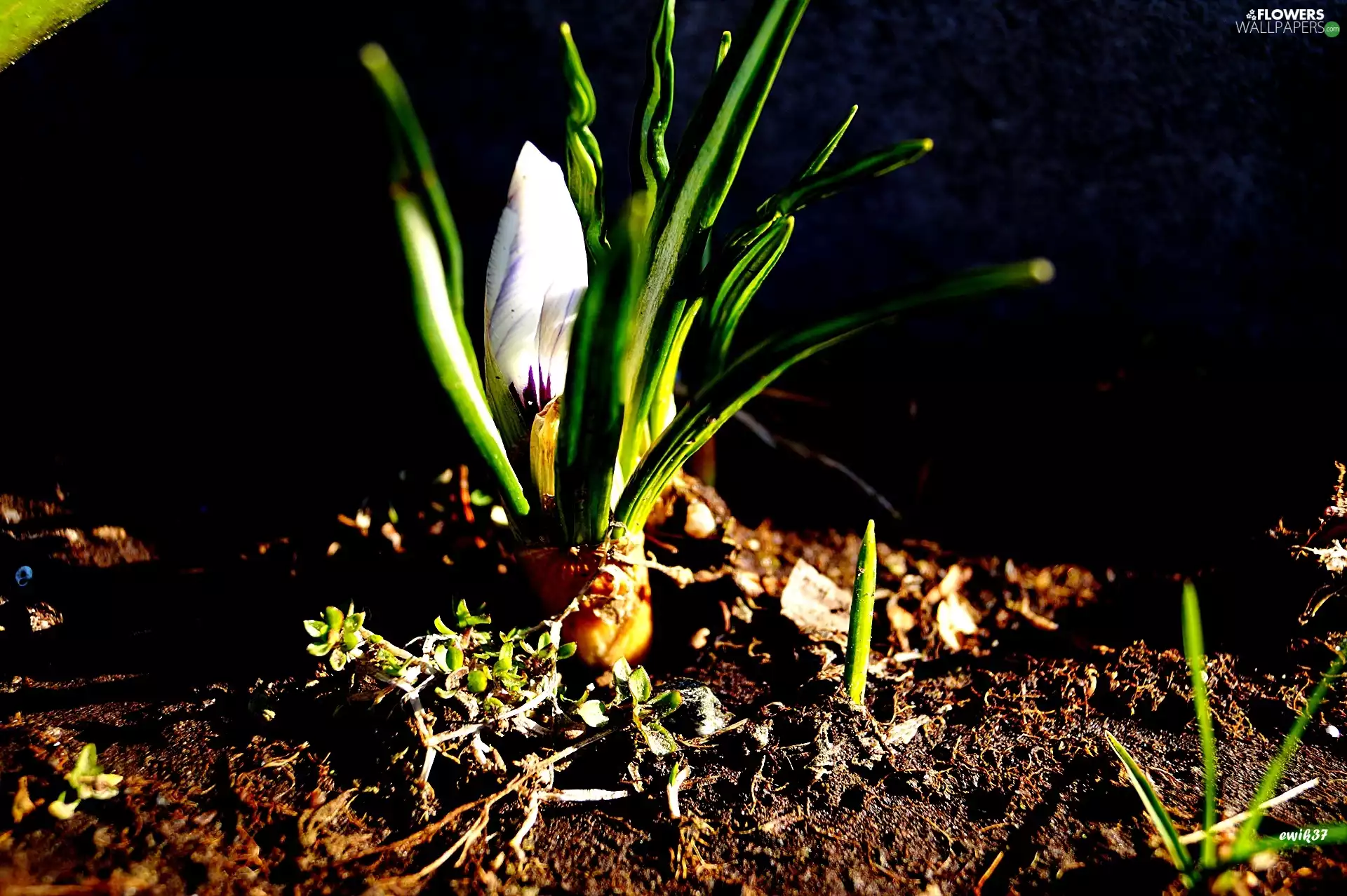 Spring, Colourfull Flowers, crocus