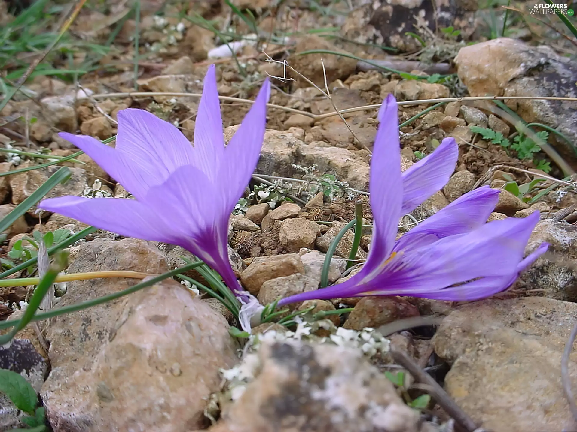 crocus, Stones