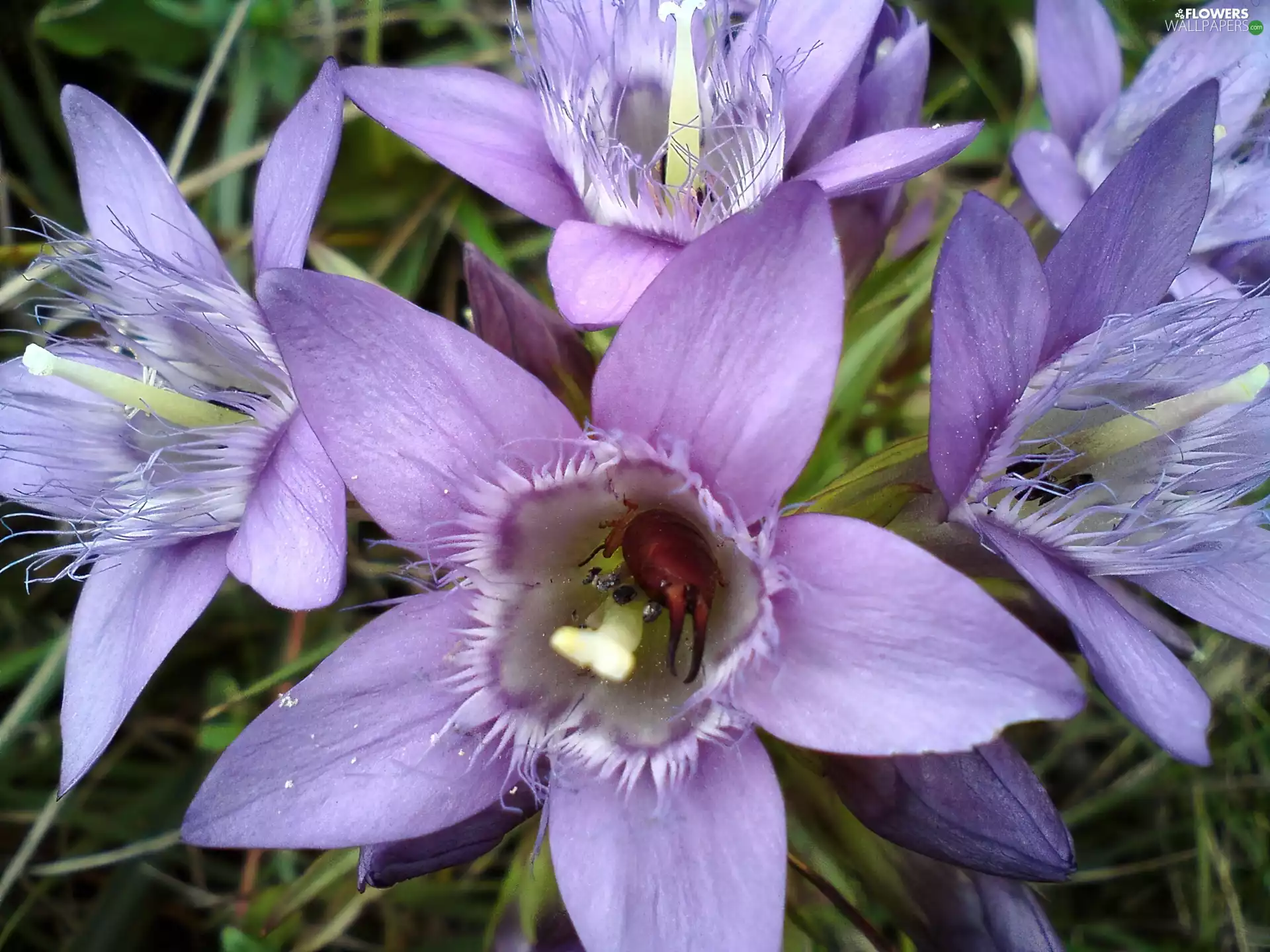 crocus, Szczypawica