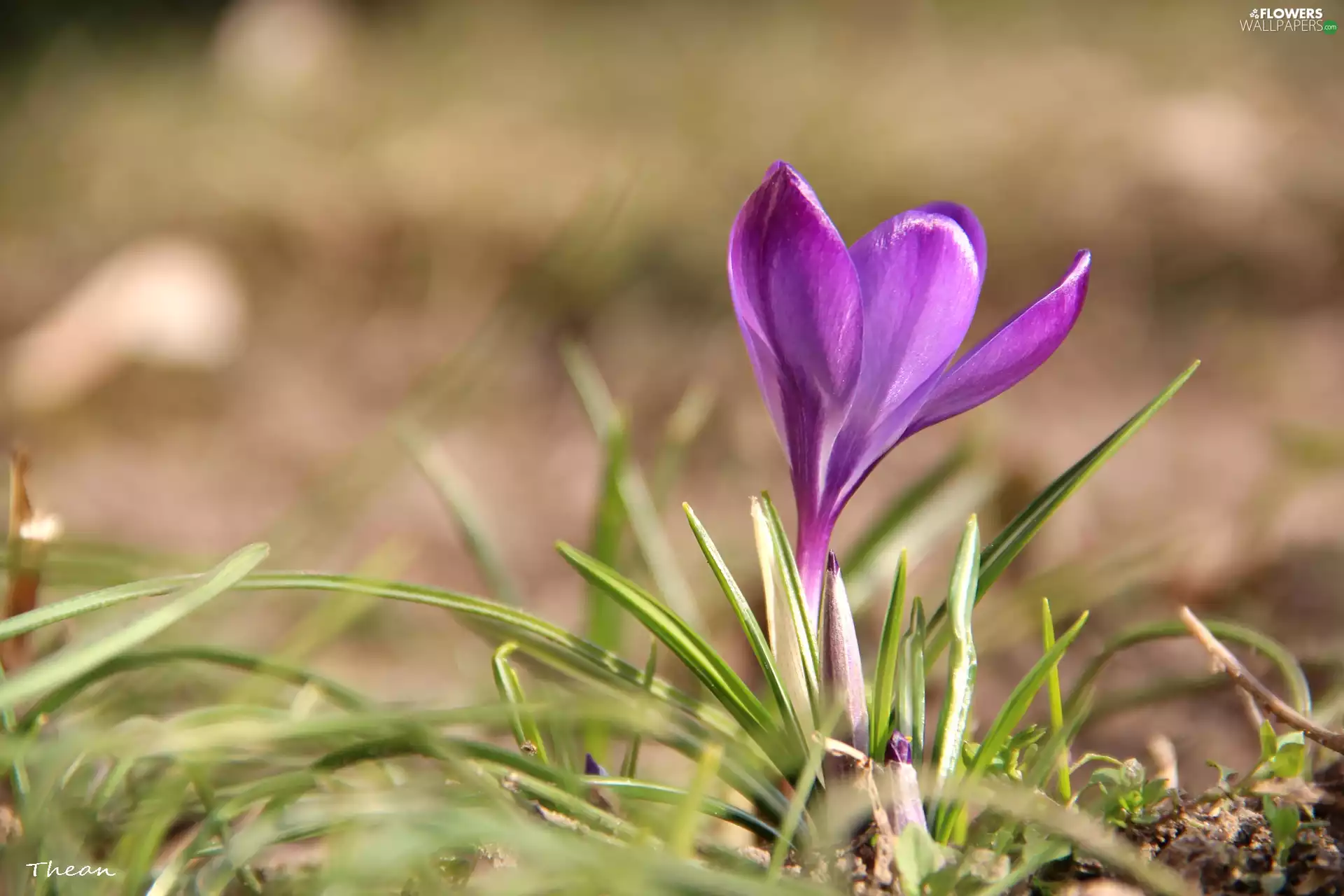 Violet, crocus