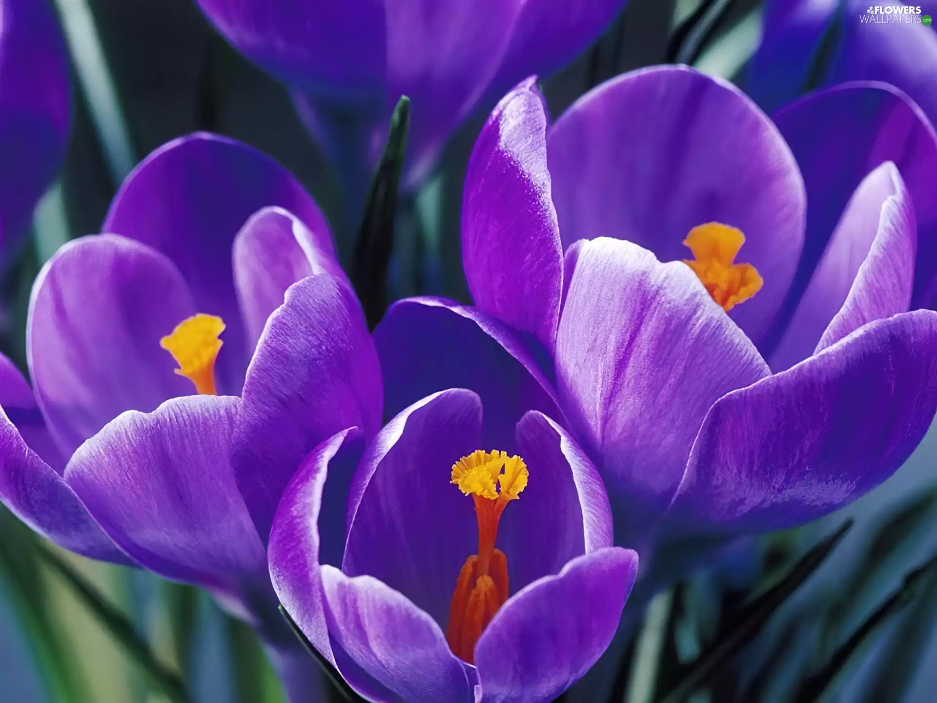 crocus, Violet