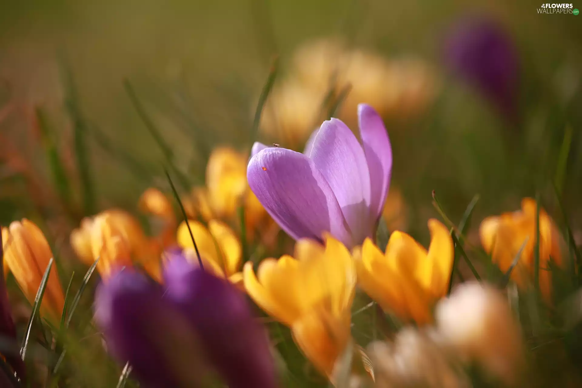 bow tie, crocuses, crocus, Flowers, Violet