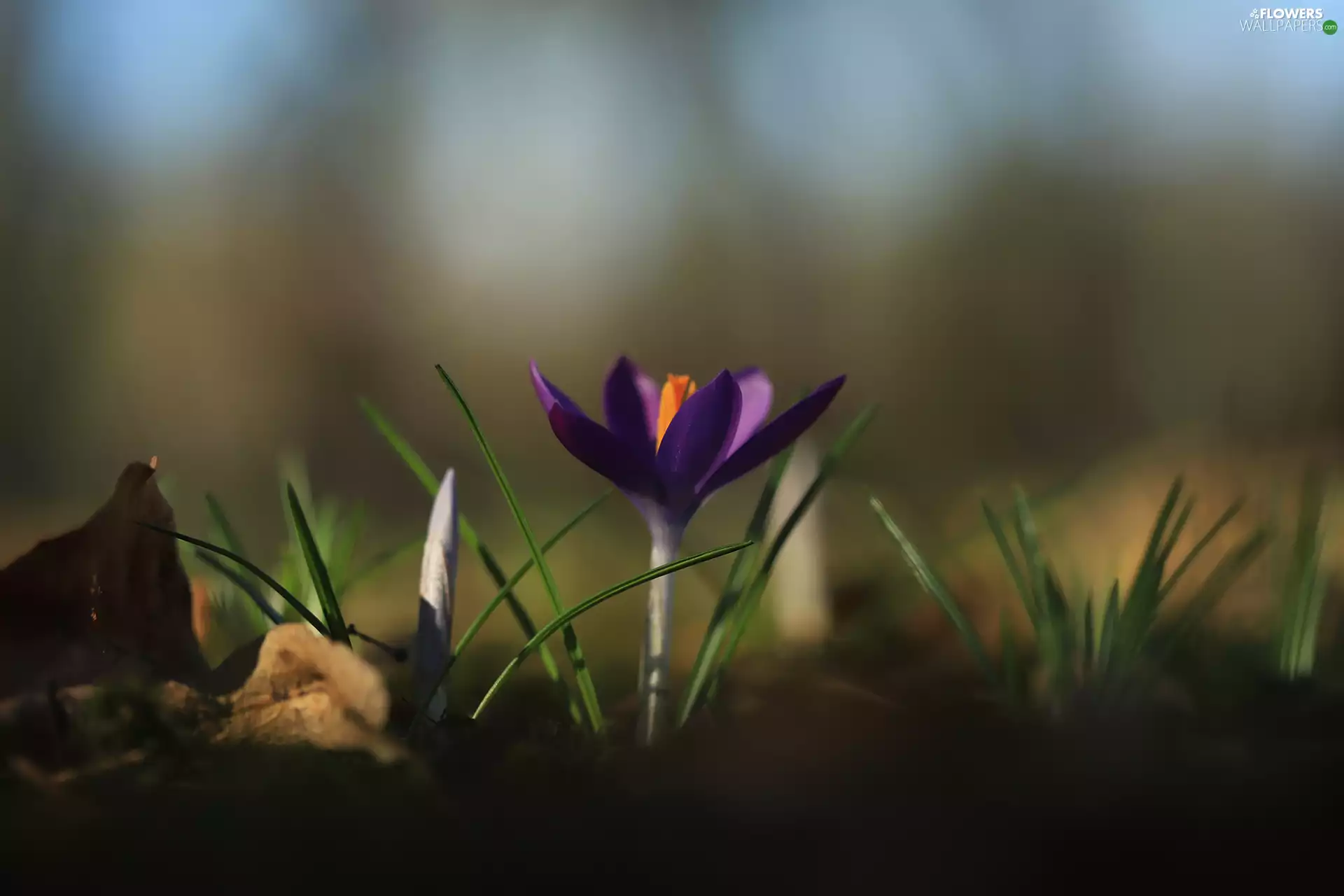 crocus, Flower, Violet