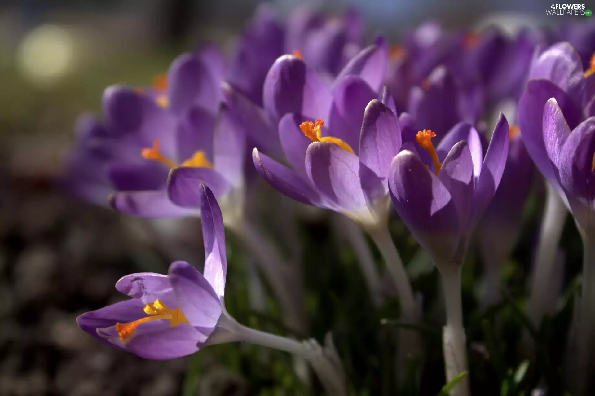 Violet, Colourfull Flowers, crocus