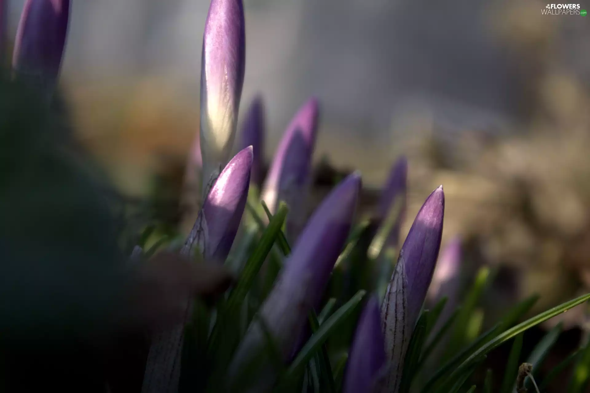 Violet, Colourfull Flowers, crocus