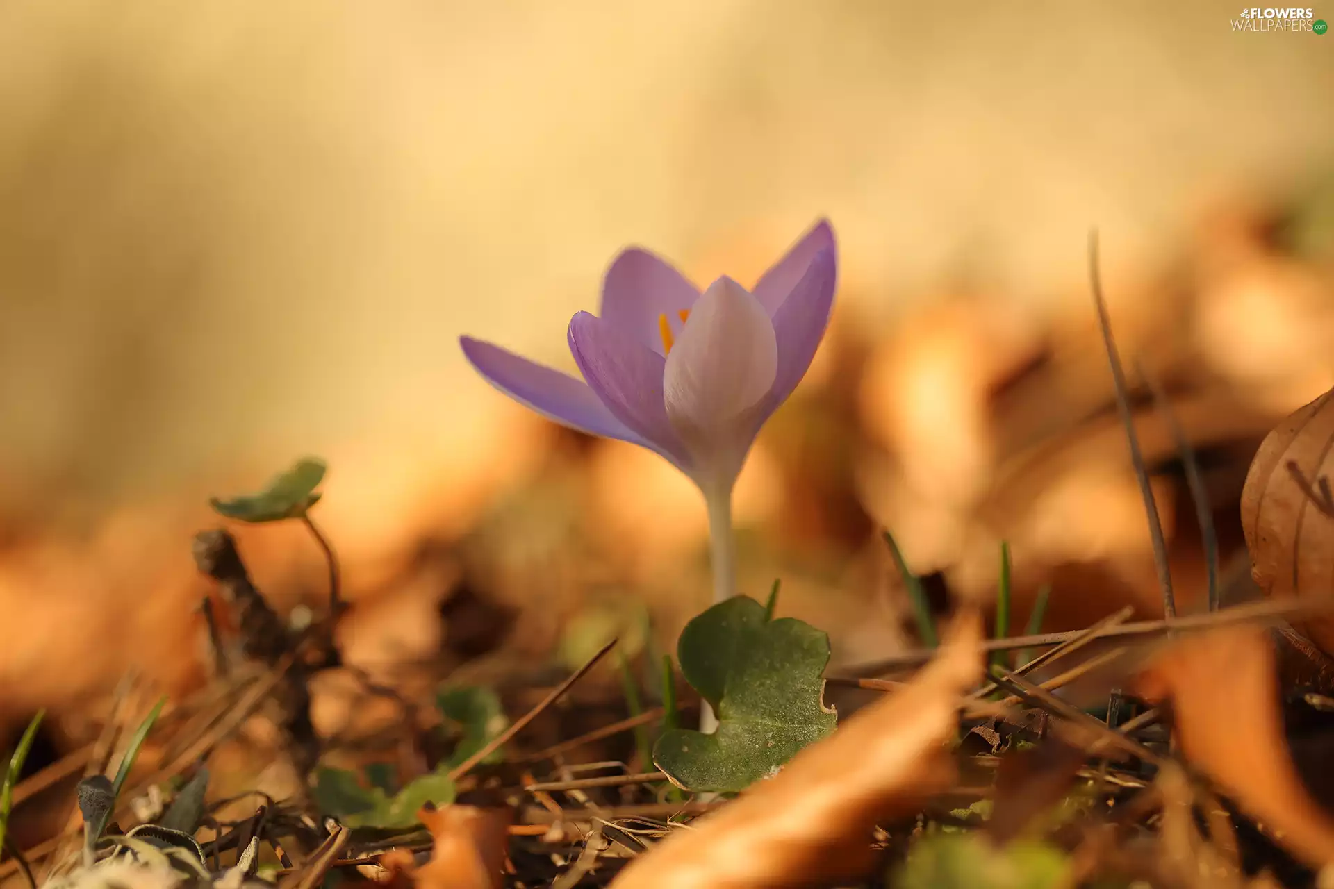 Violet, Leaf, grass, crocus