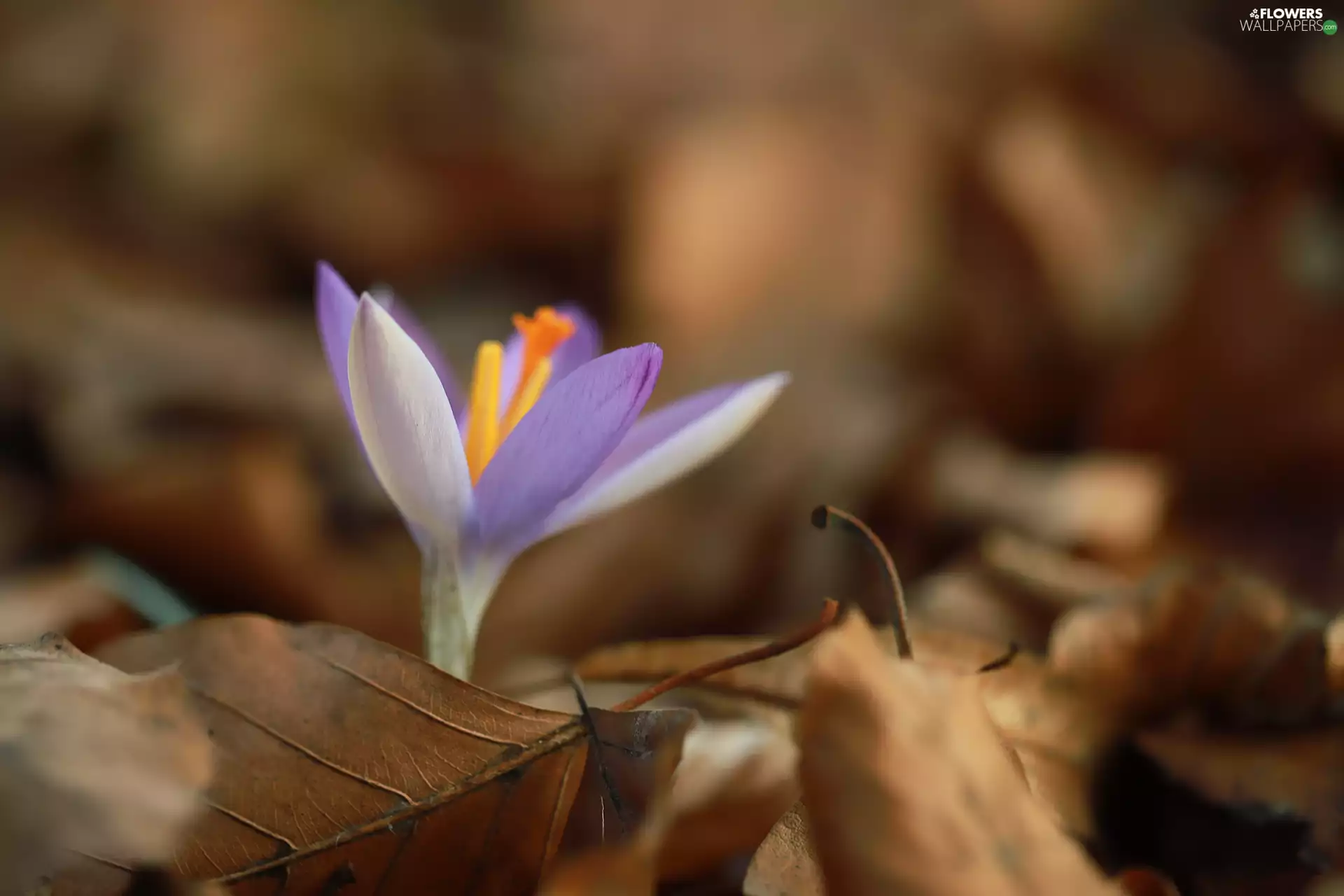 Violet, Brown, Leaf, crocus