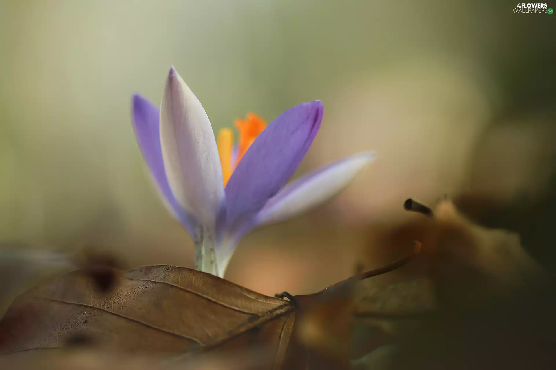 Violet, dry, Leaf, crocus