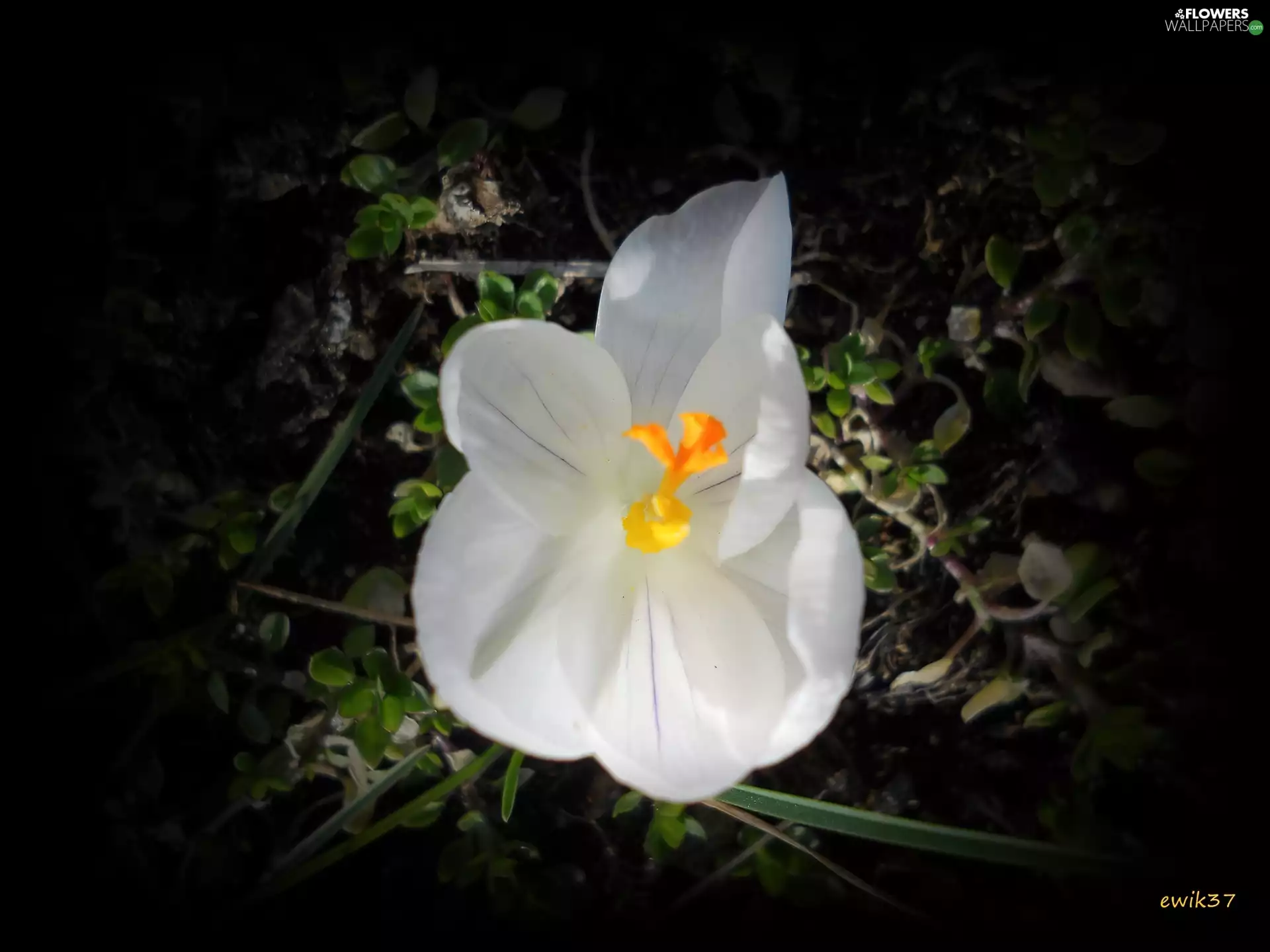 White, dark, colors, crocus