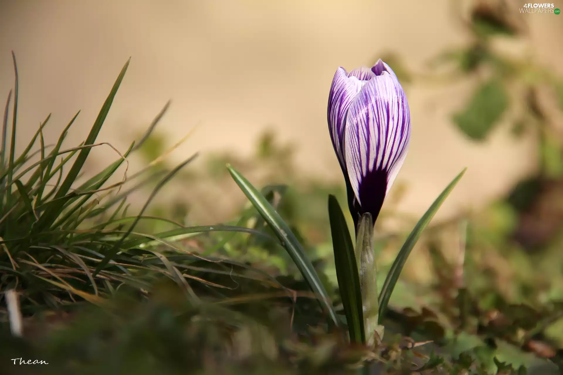 Spring, white Lilac, crocus