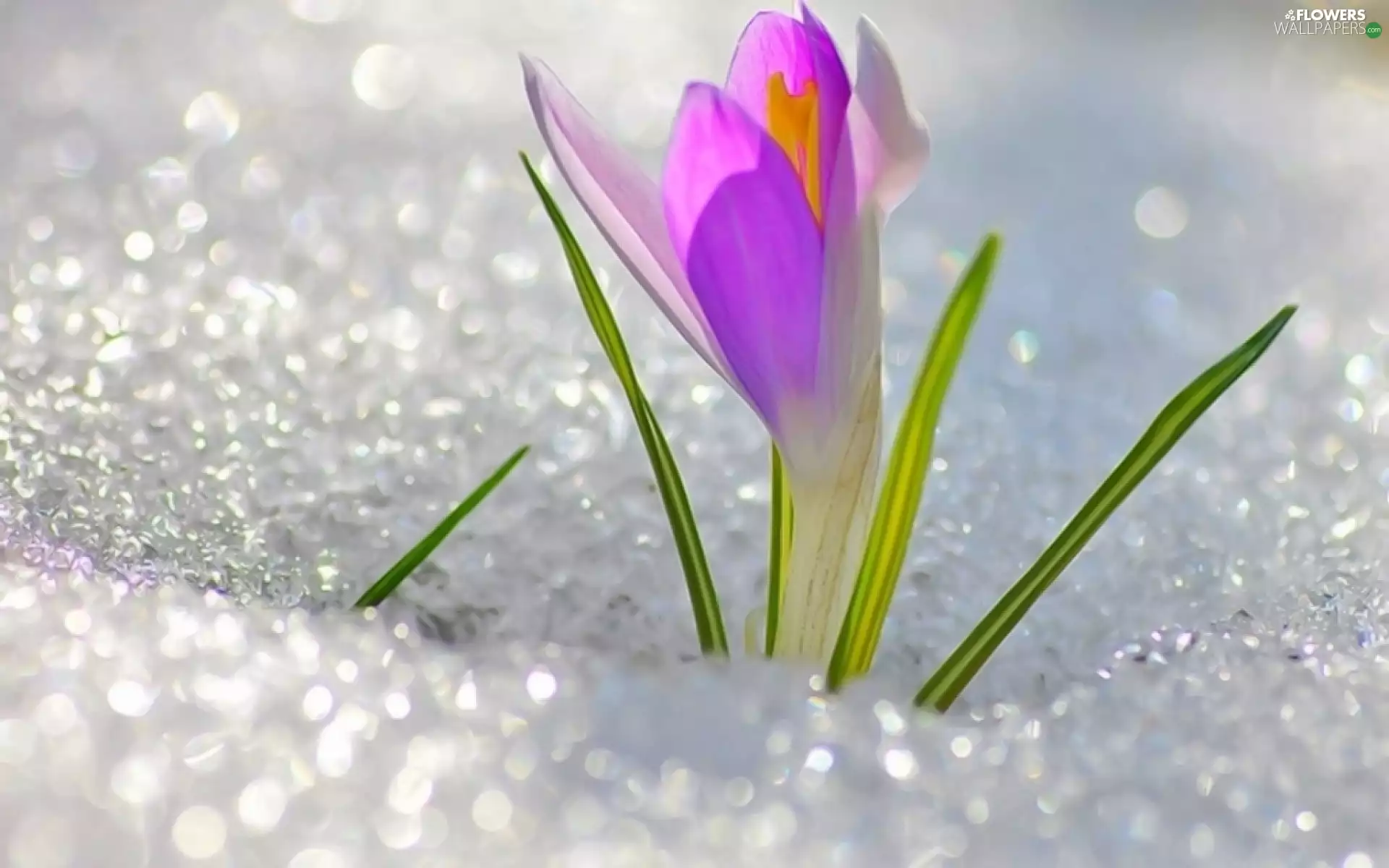 crocus, winter