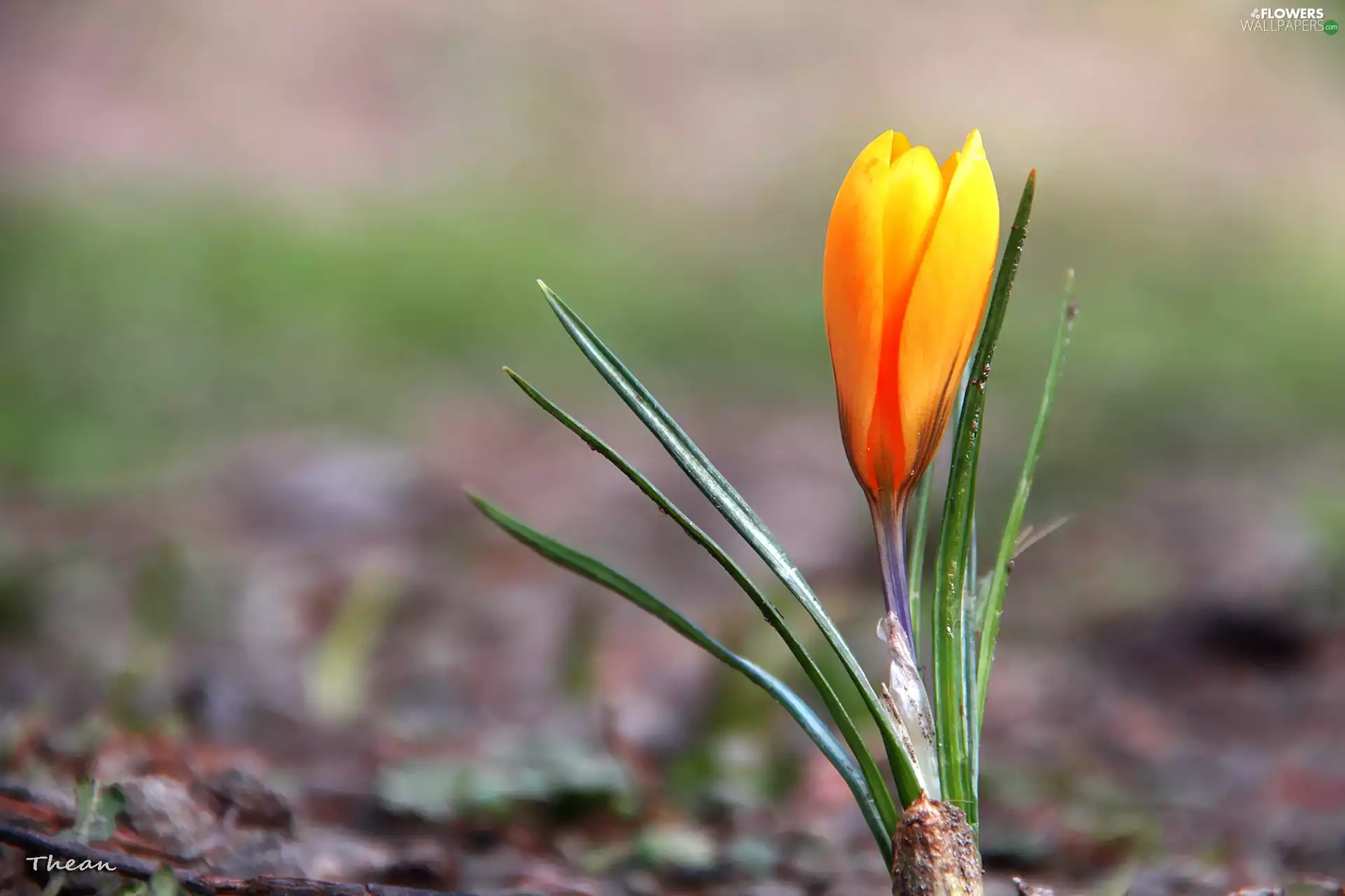 Yellow, crocus