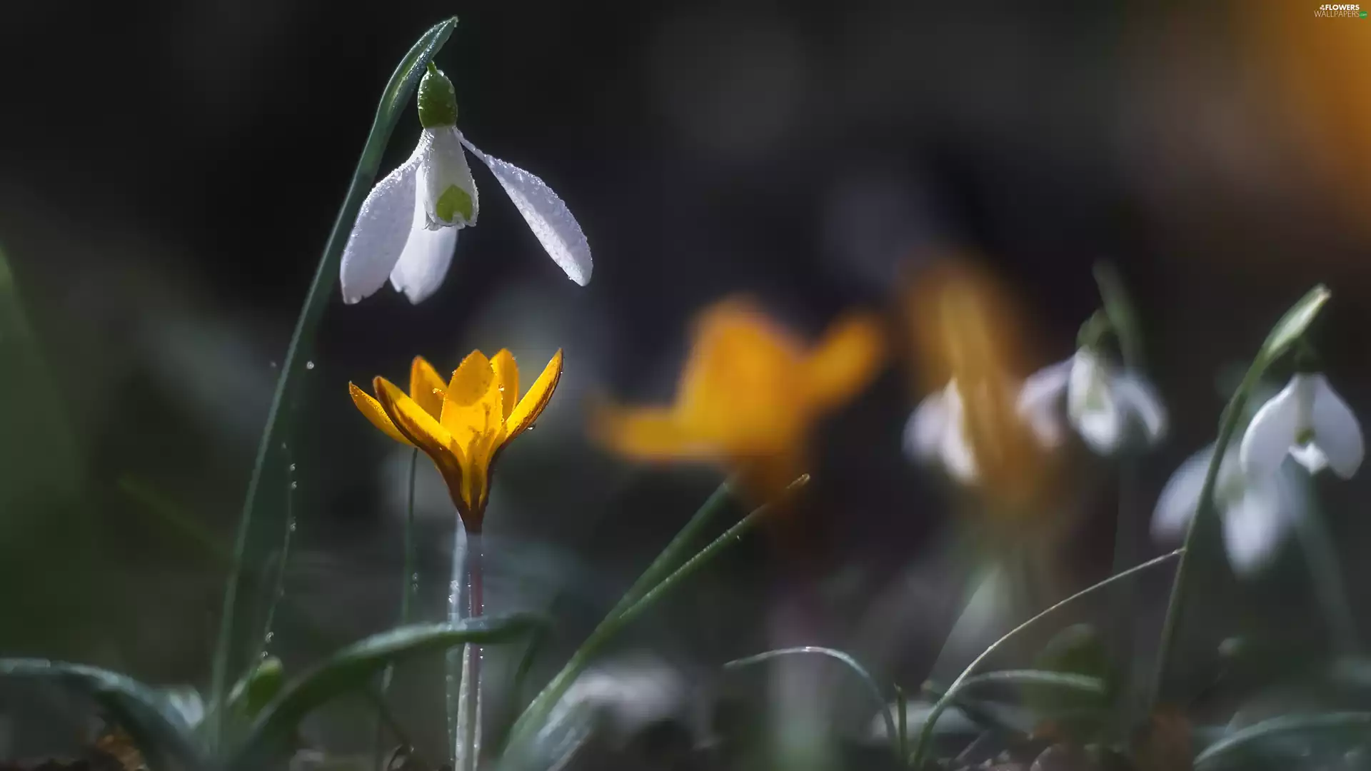 crocus, Snowdrop, Yellow