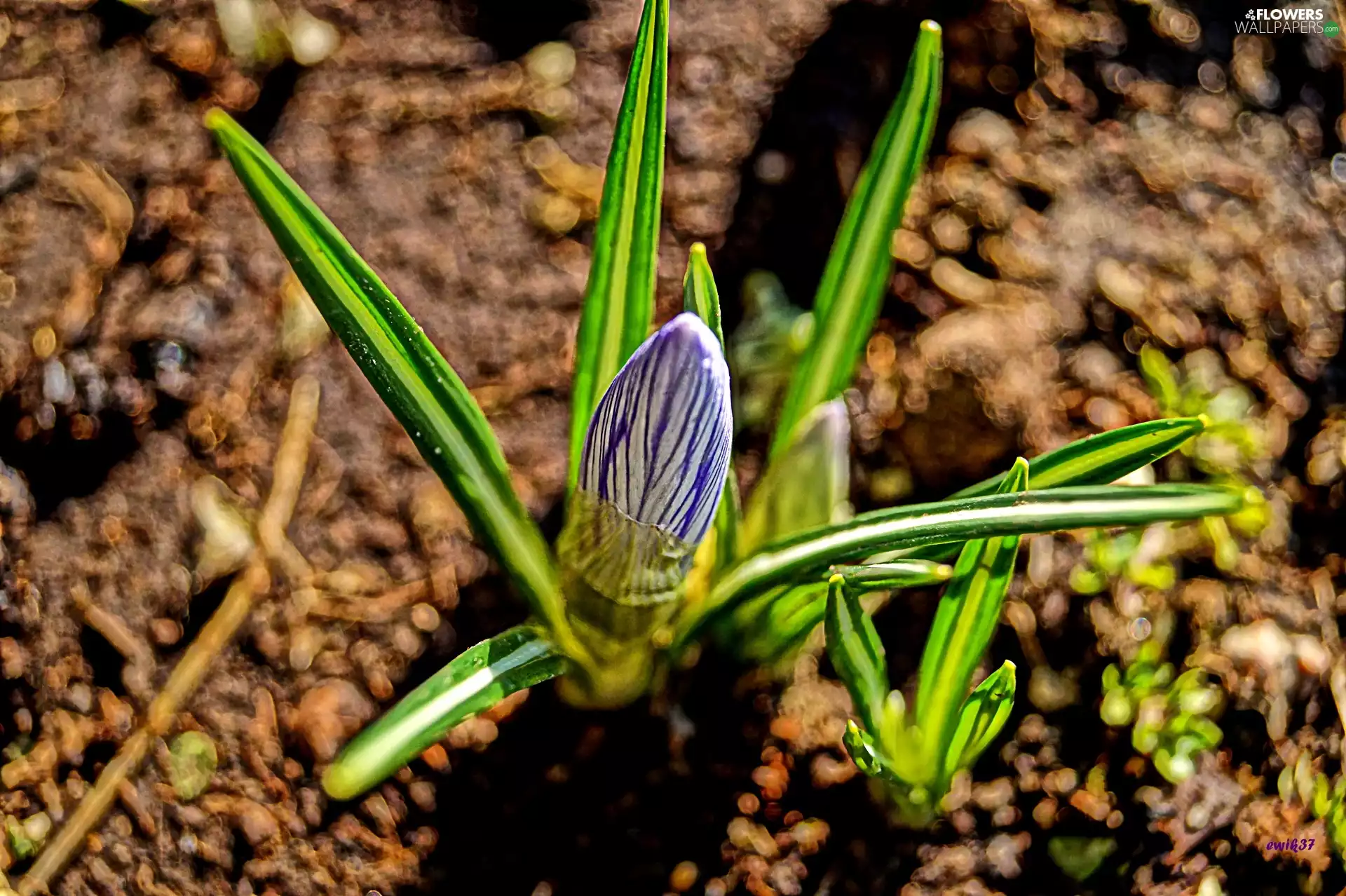 crocus