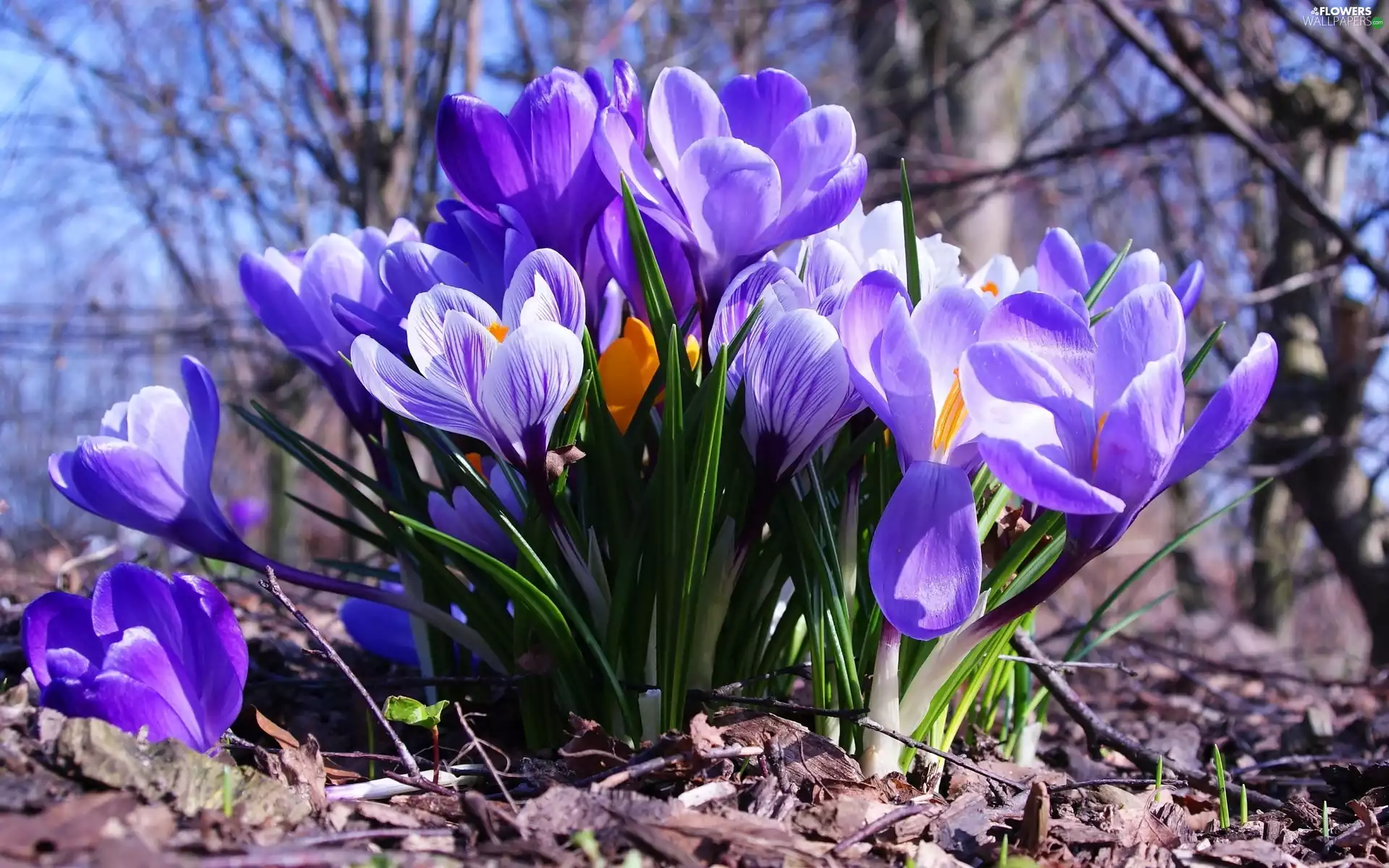 crocuses