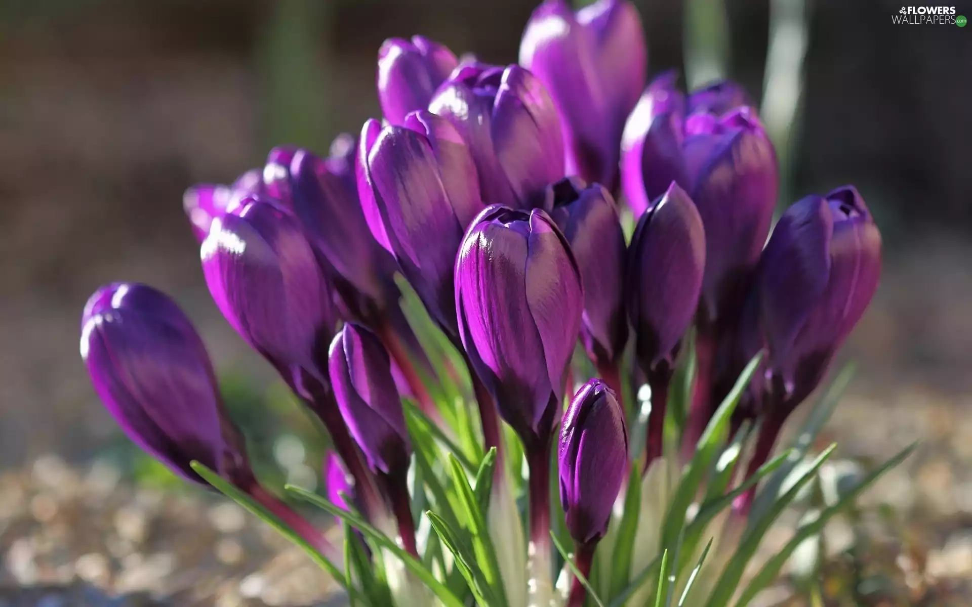 crocuses