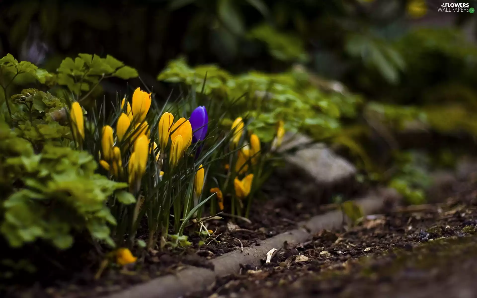 crocuses