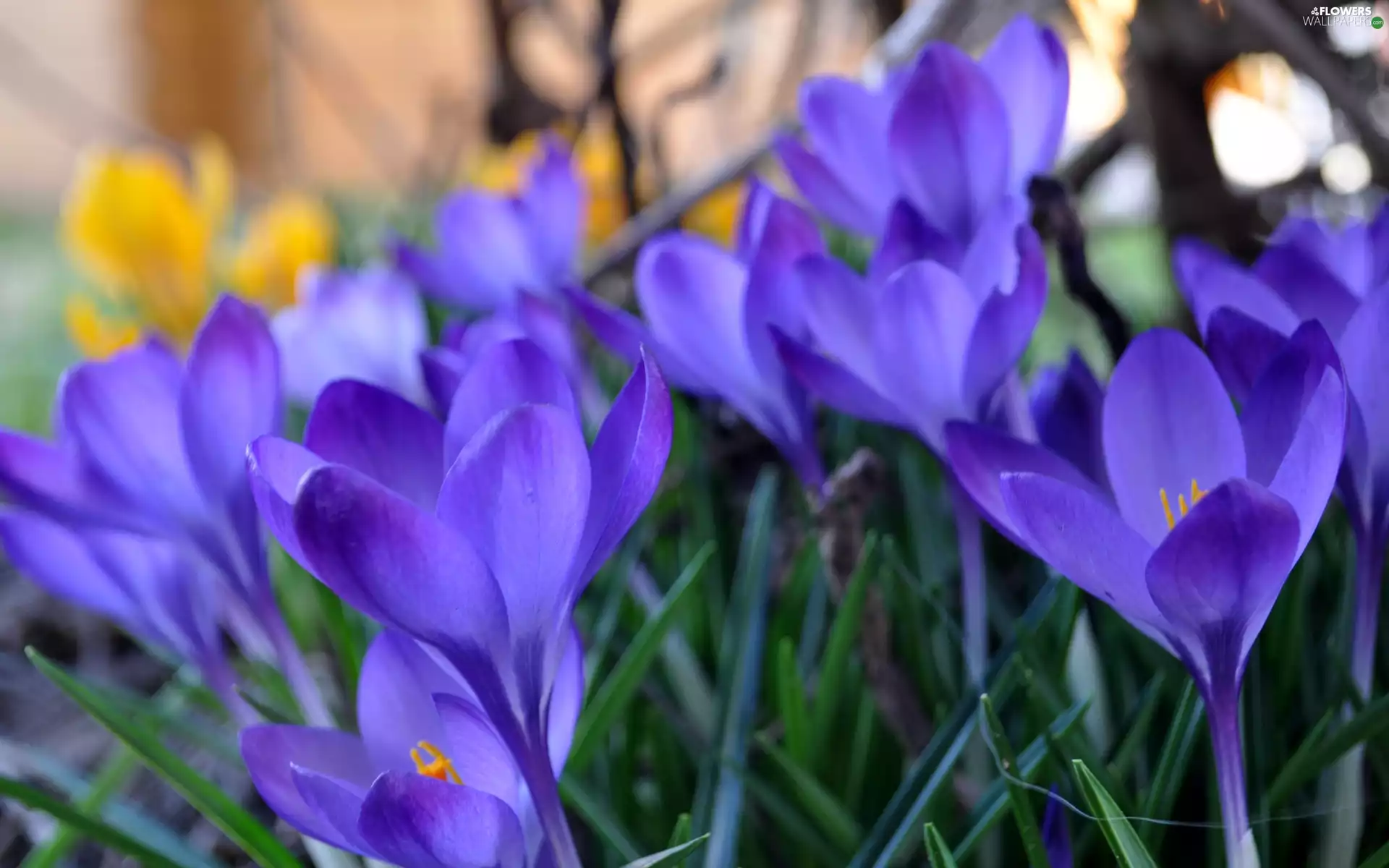 crocuses