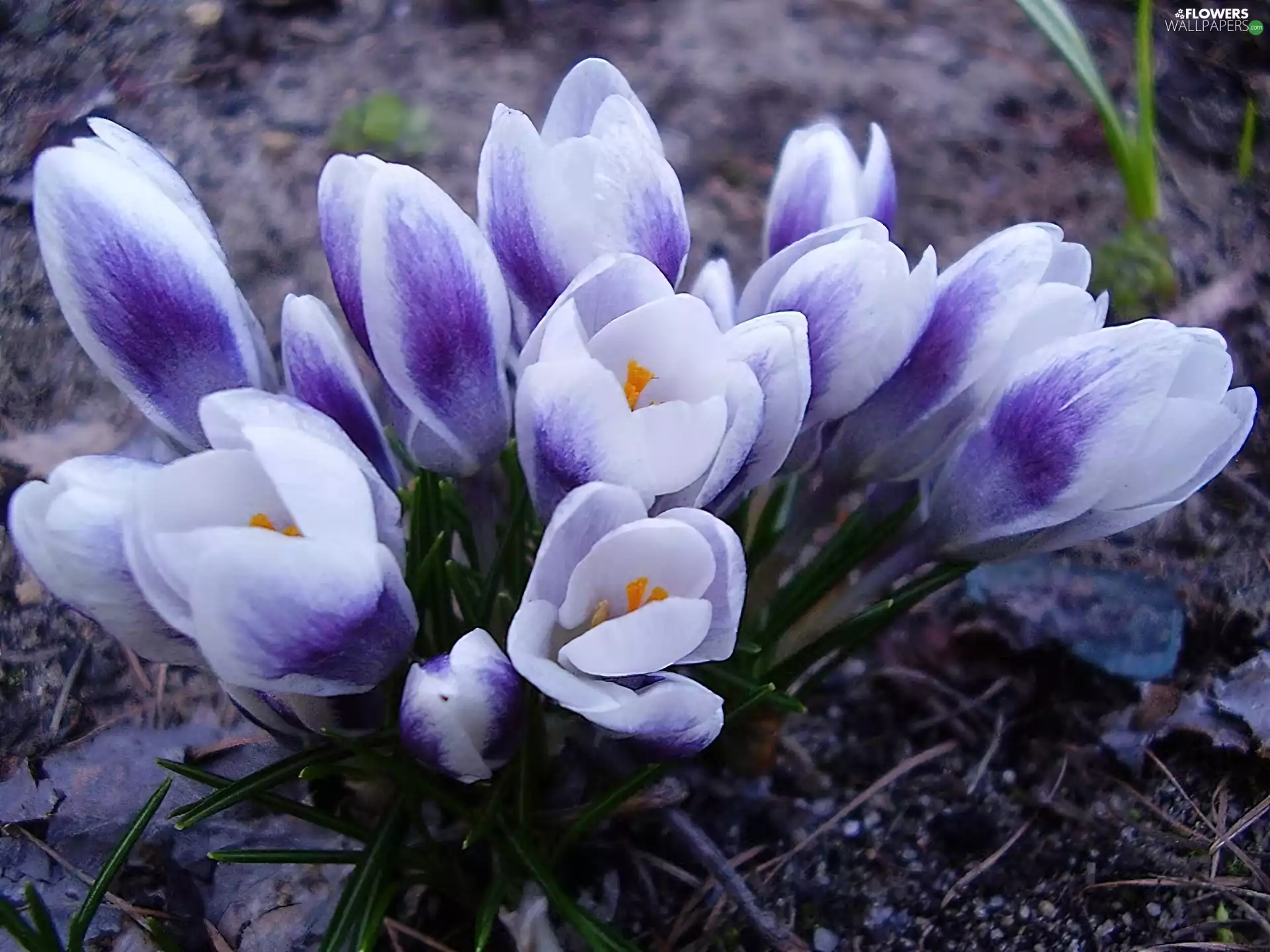 crocuses