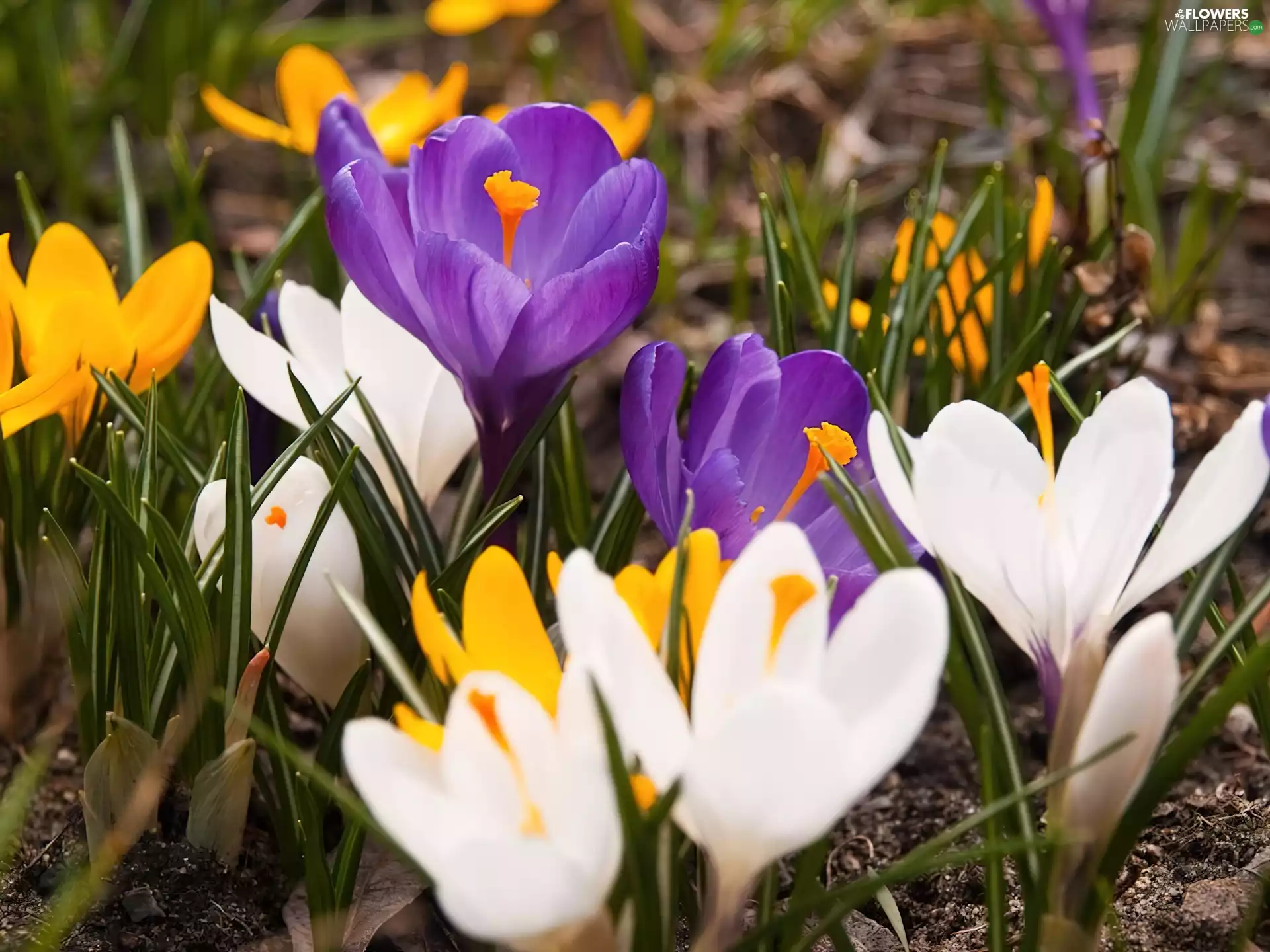 crocuses