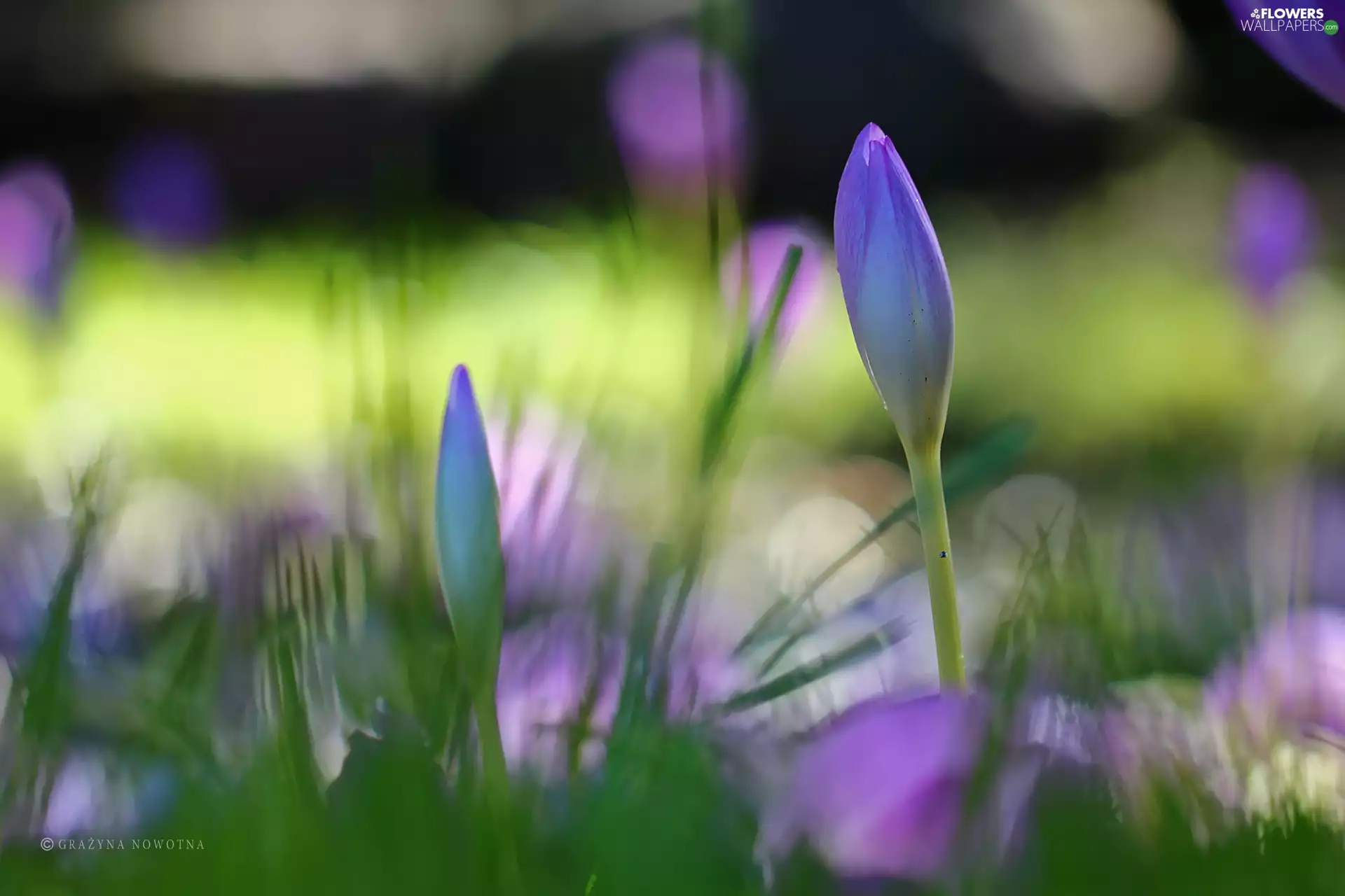 crocuses, colchicum, Autumn