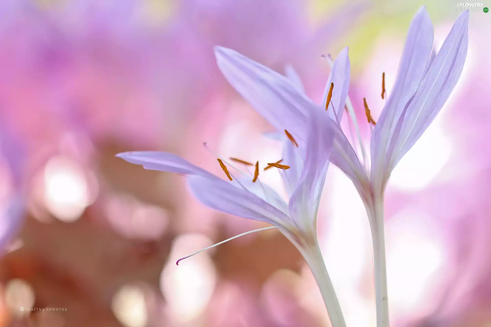 crocuses, colchicums, Autumn