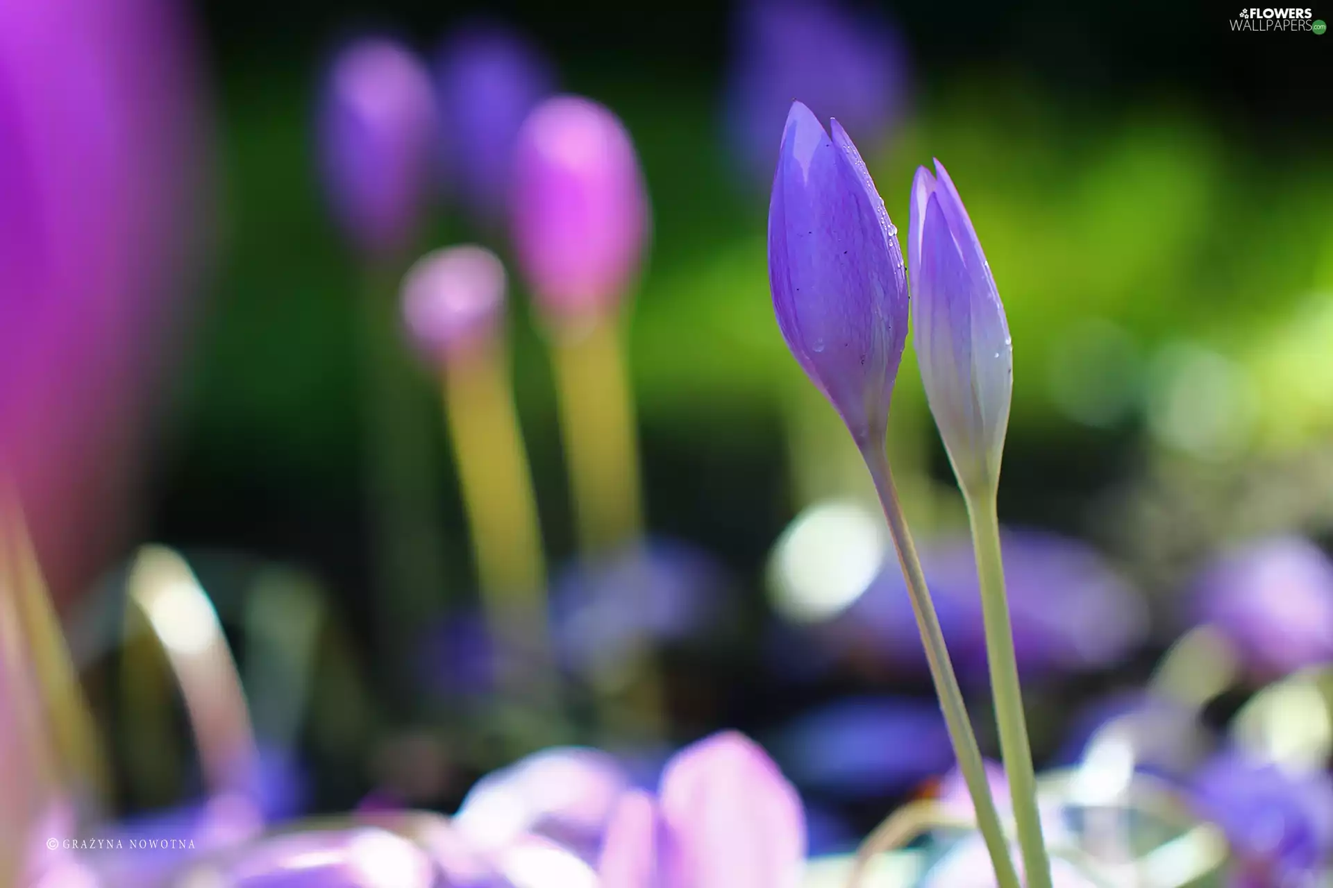 crocuses, colchicums, Autumn