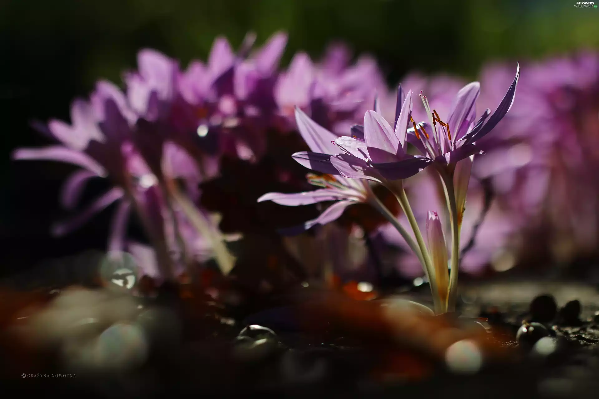 crocuses, colchicums, Autumn