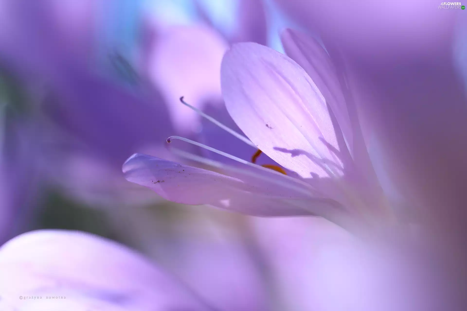 crocuses, colchicums, Autumn