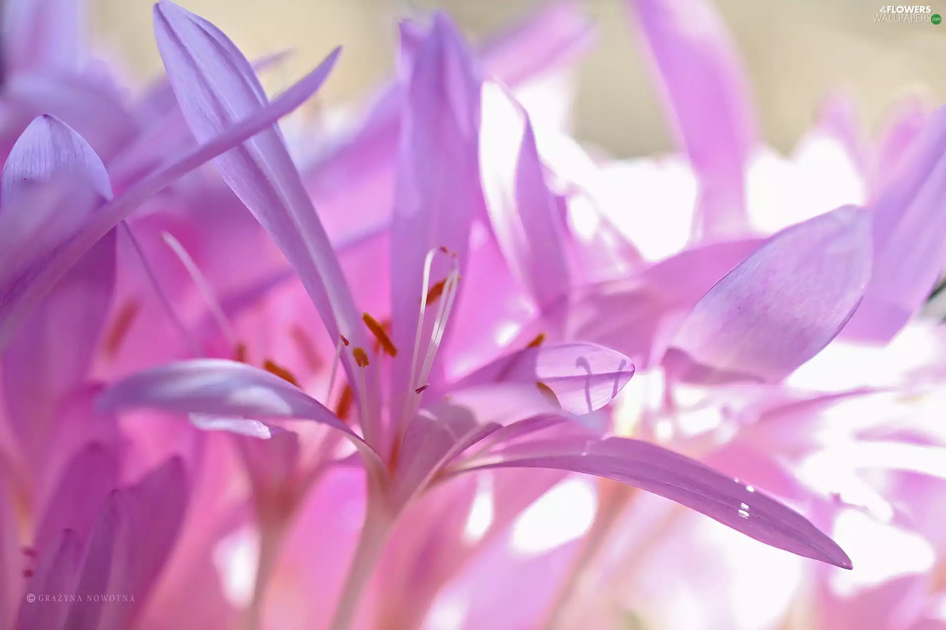 Crocuses, colchicums, Autumn