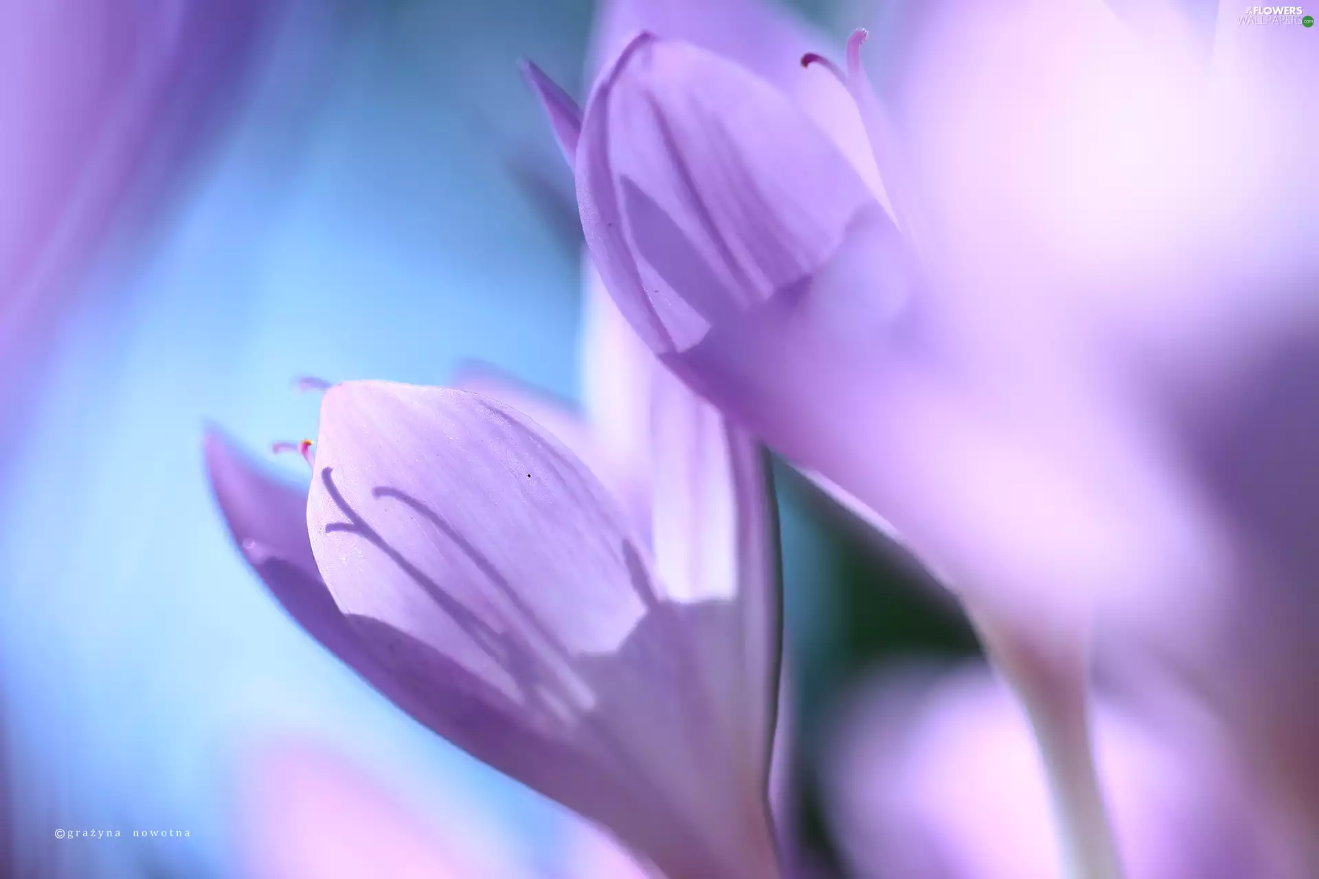 crocuses, colchicums, Autumn