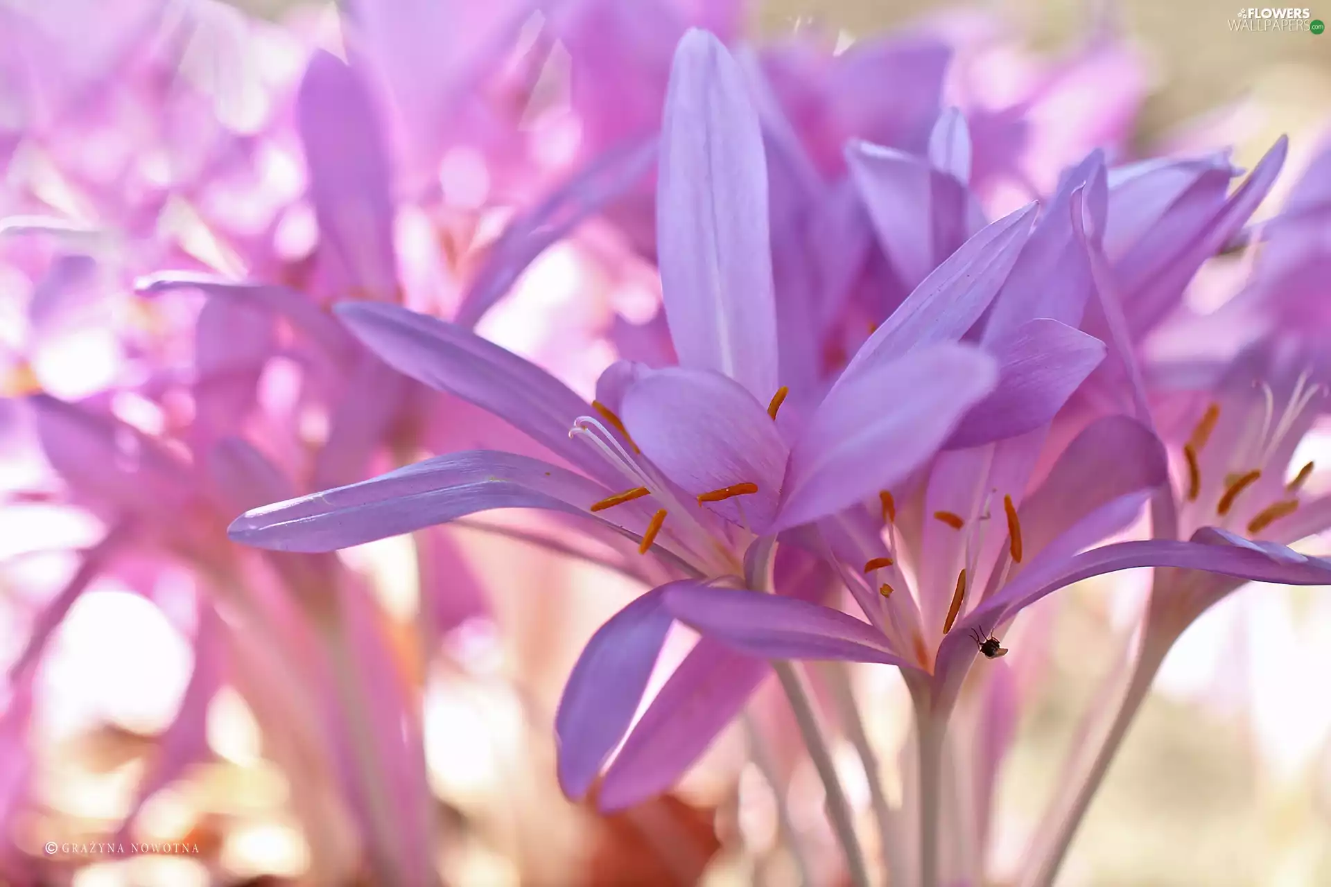 crocuses, colchicums, Autumn