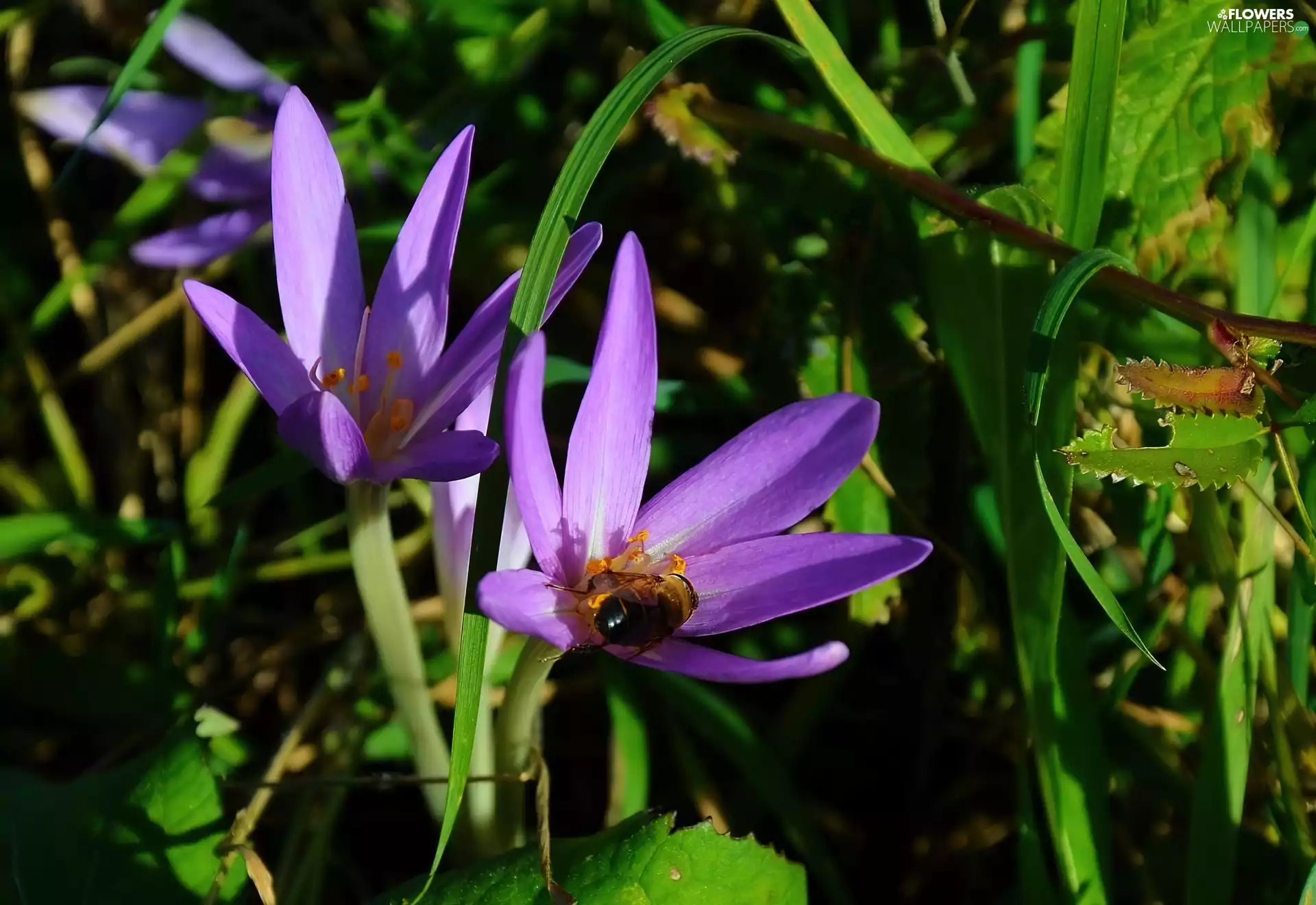 crocuses, bee