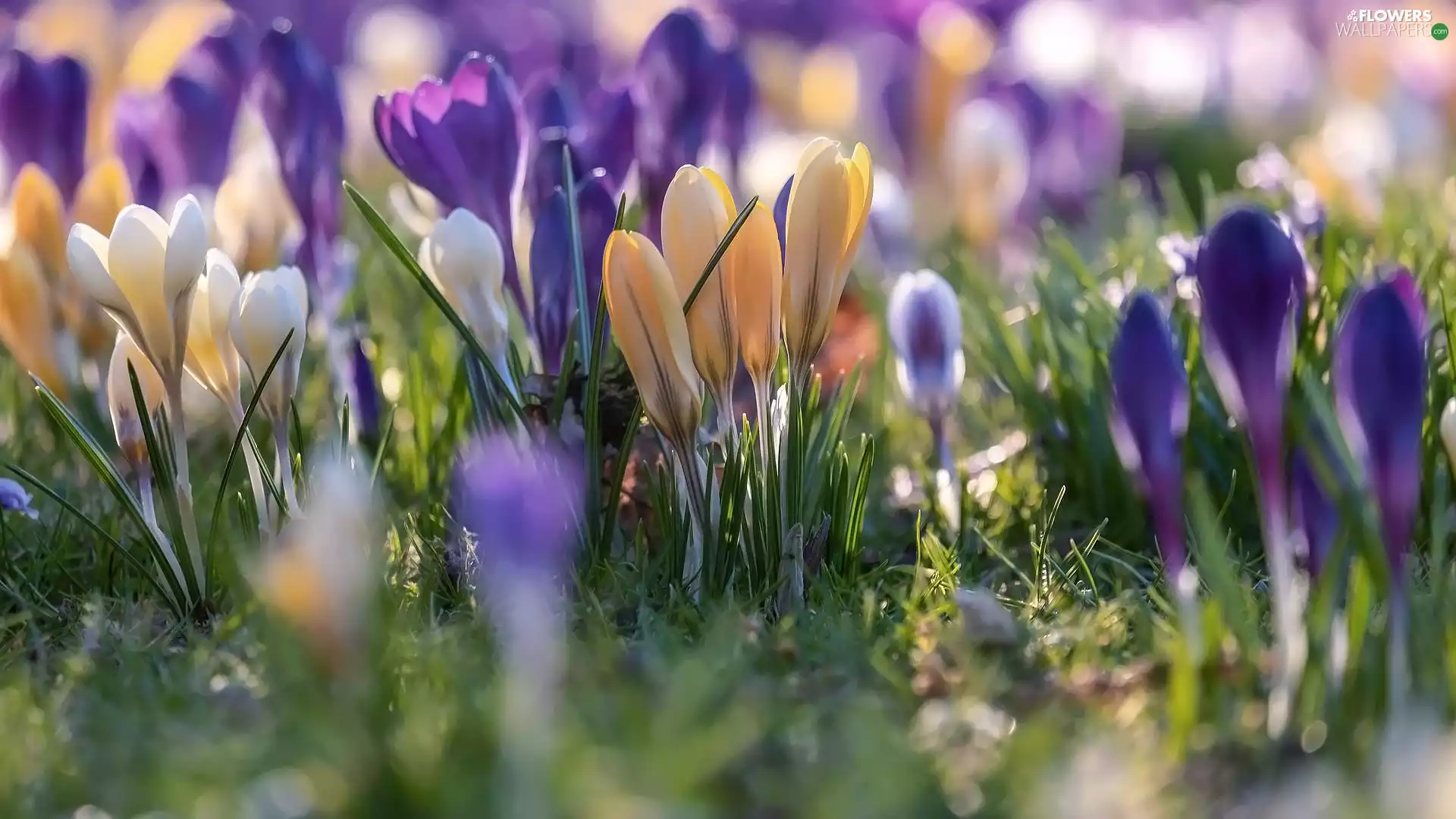 crocuses, Flowers, blooming