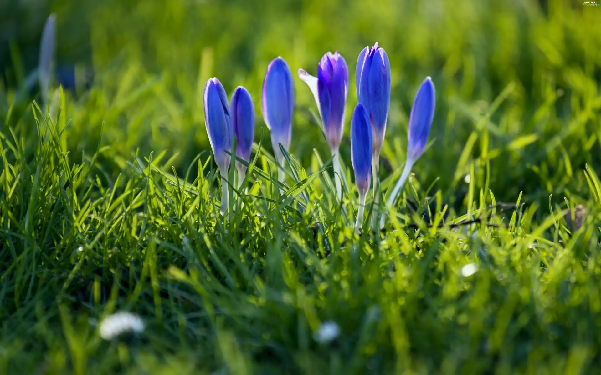 Blue, Spring, grass, crocuses