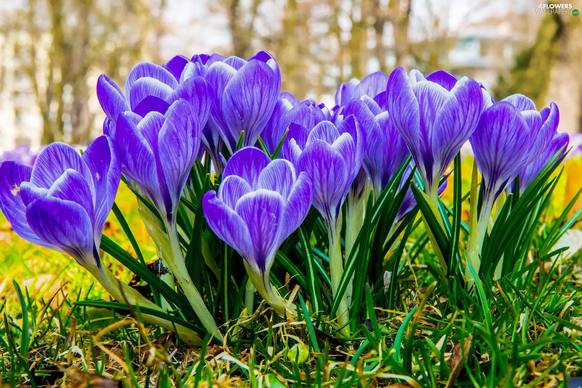 crocuses, Spring, Blue