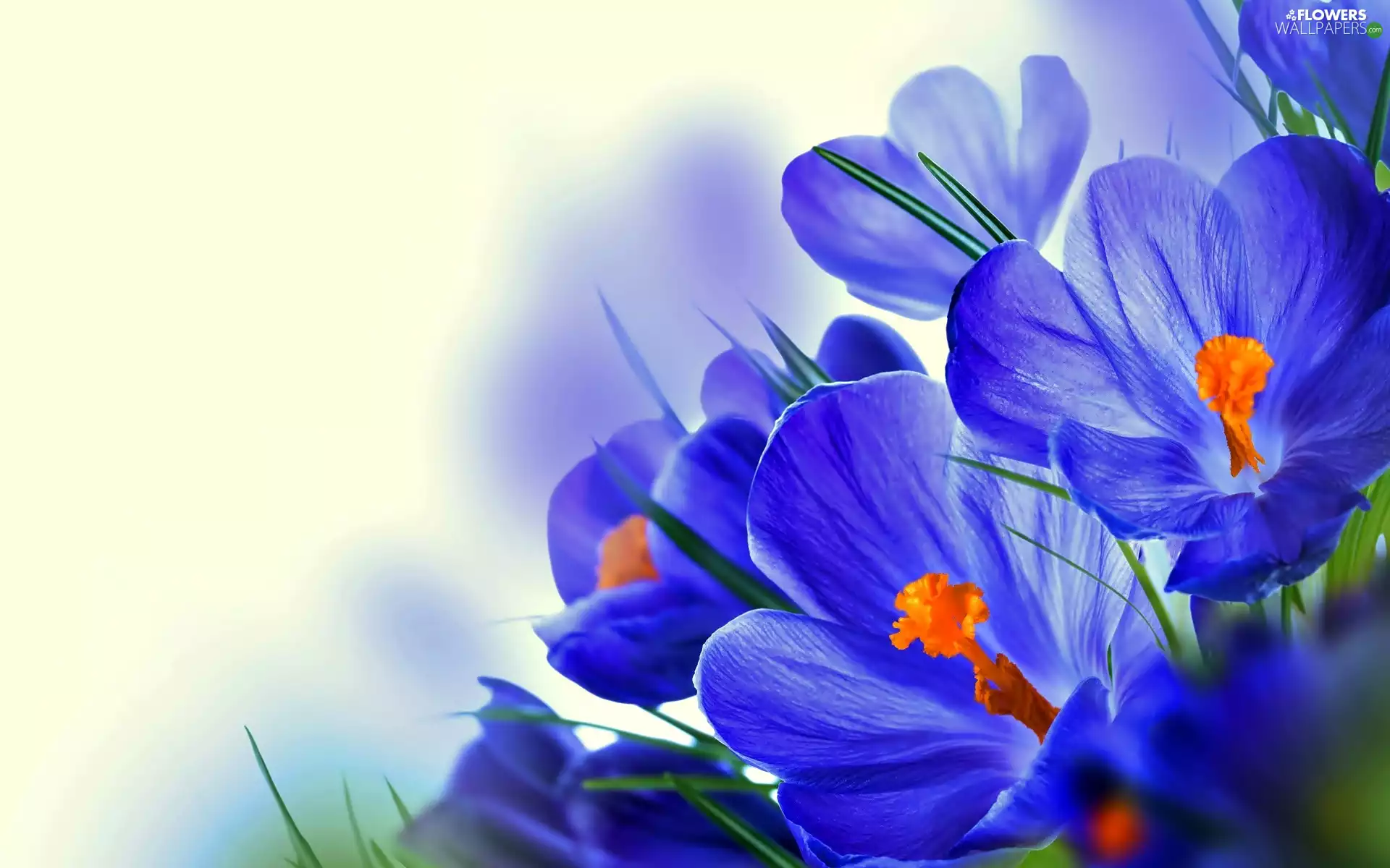 Blue, crocuses