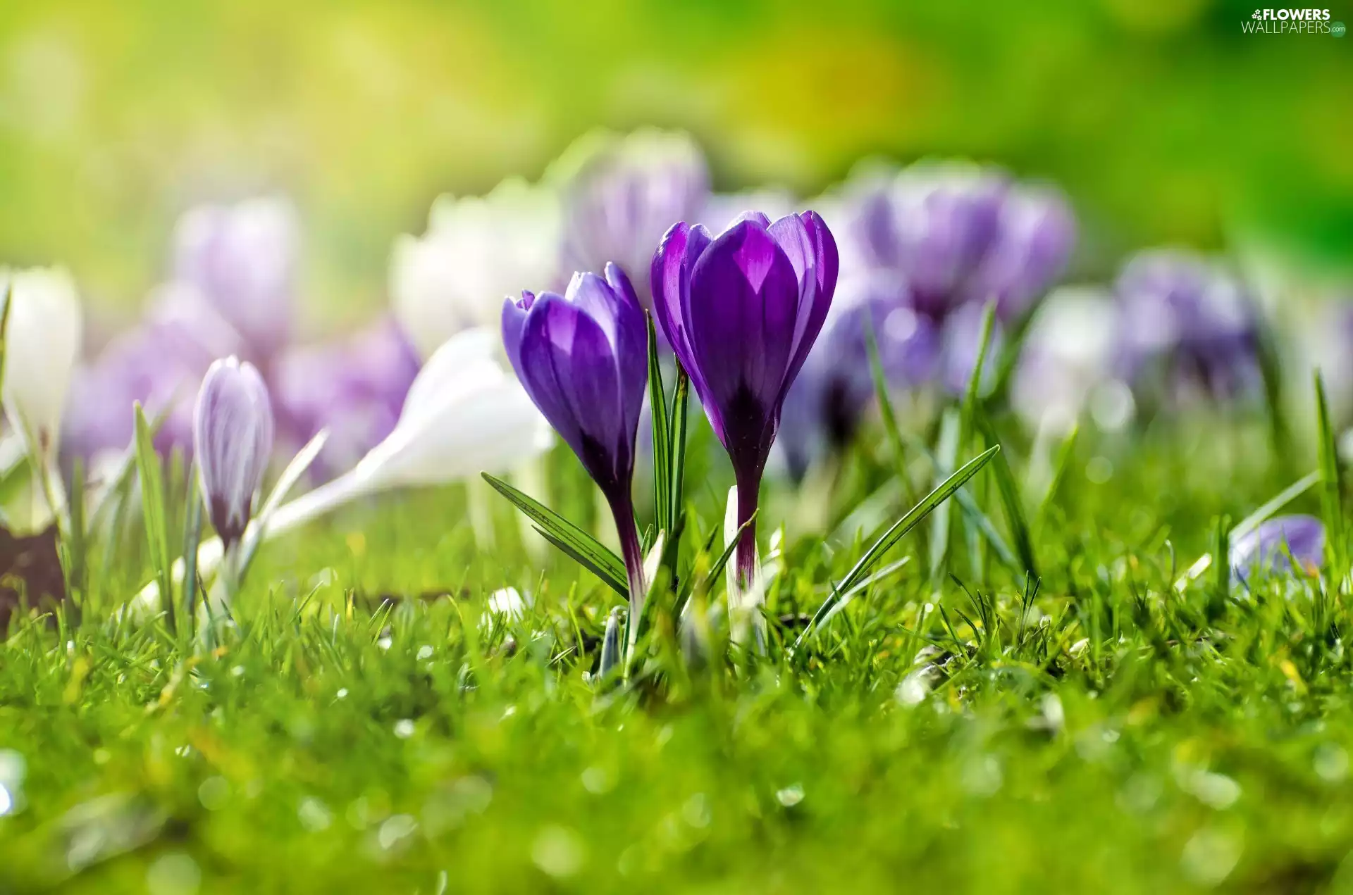 blurry background, Flowers, crocuses