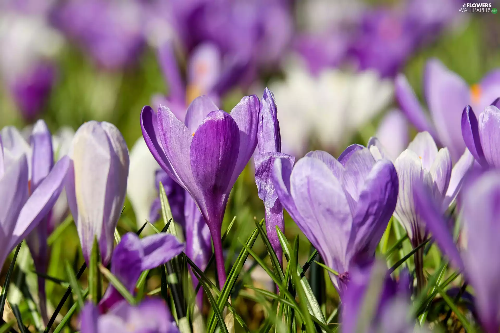 purple, crocuses, blurry background, illuminated