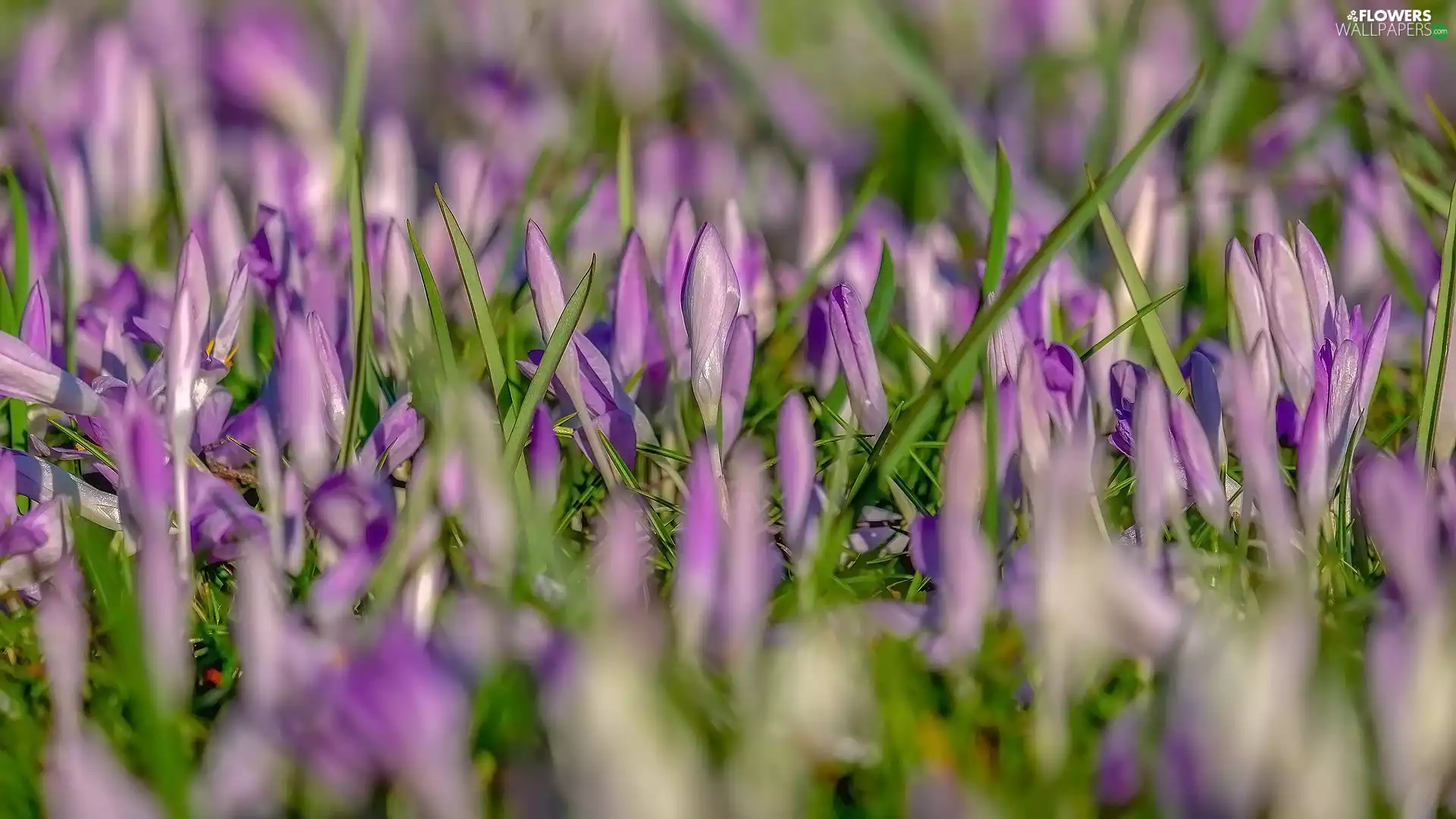 crocuses, Flowers, Buds