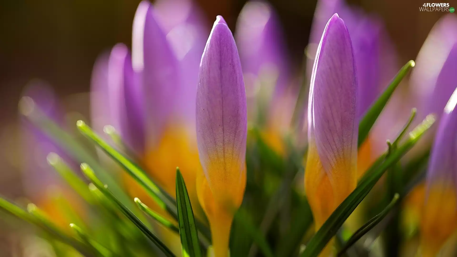 crocuses, Pink, Buds
