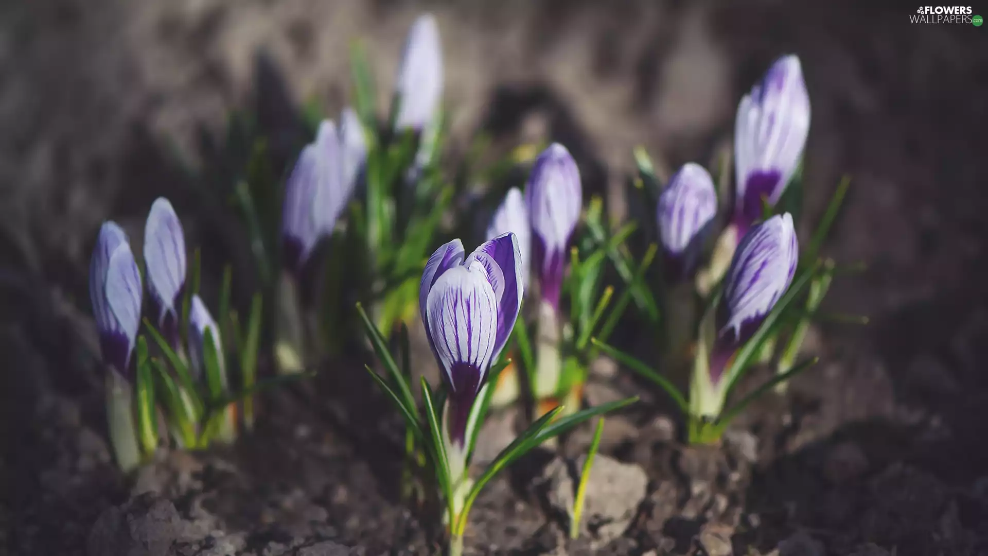 Flowers, crocuses, Buds, Light Purple