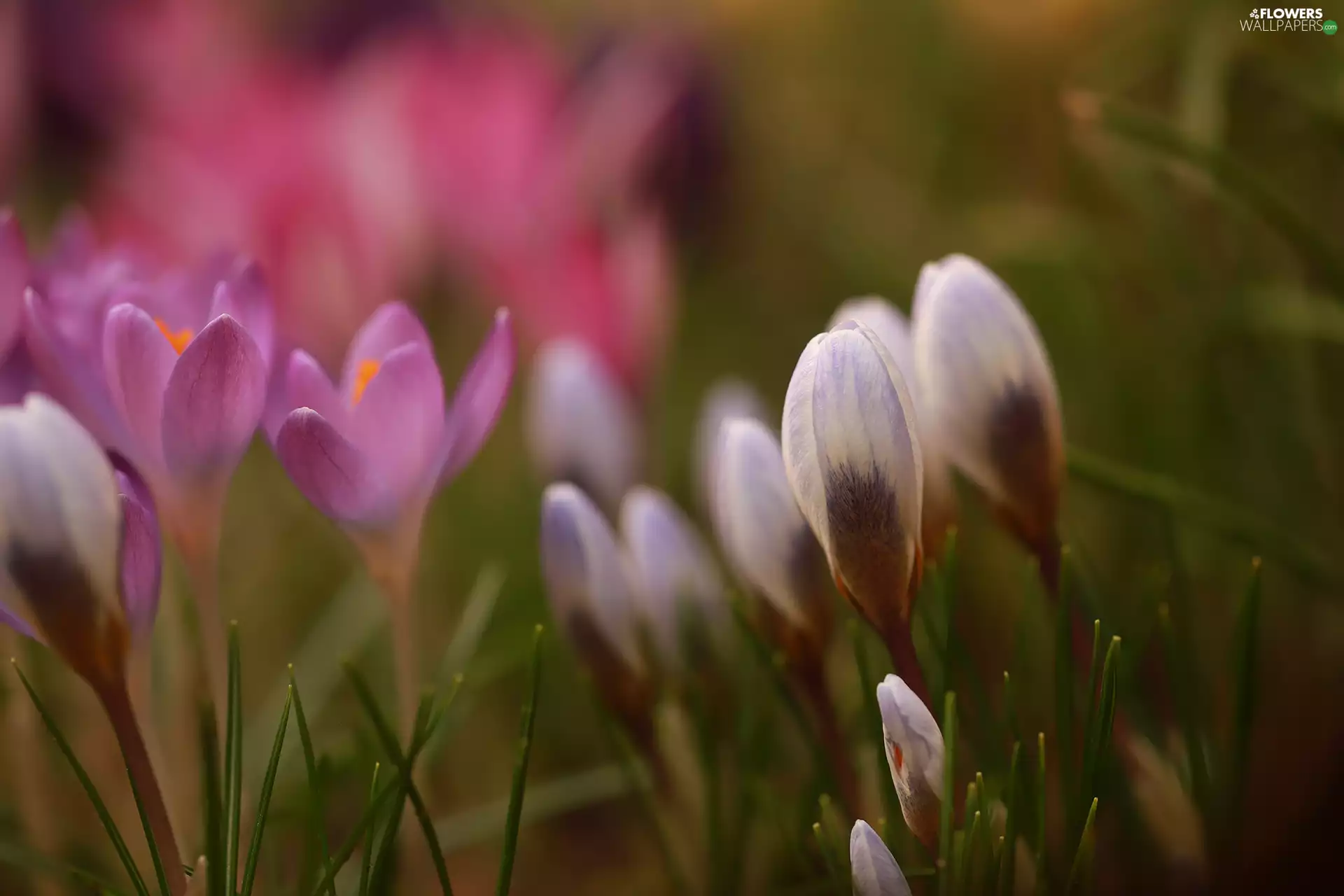 Buds, Flowers, rapprochement, crocuses