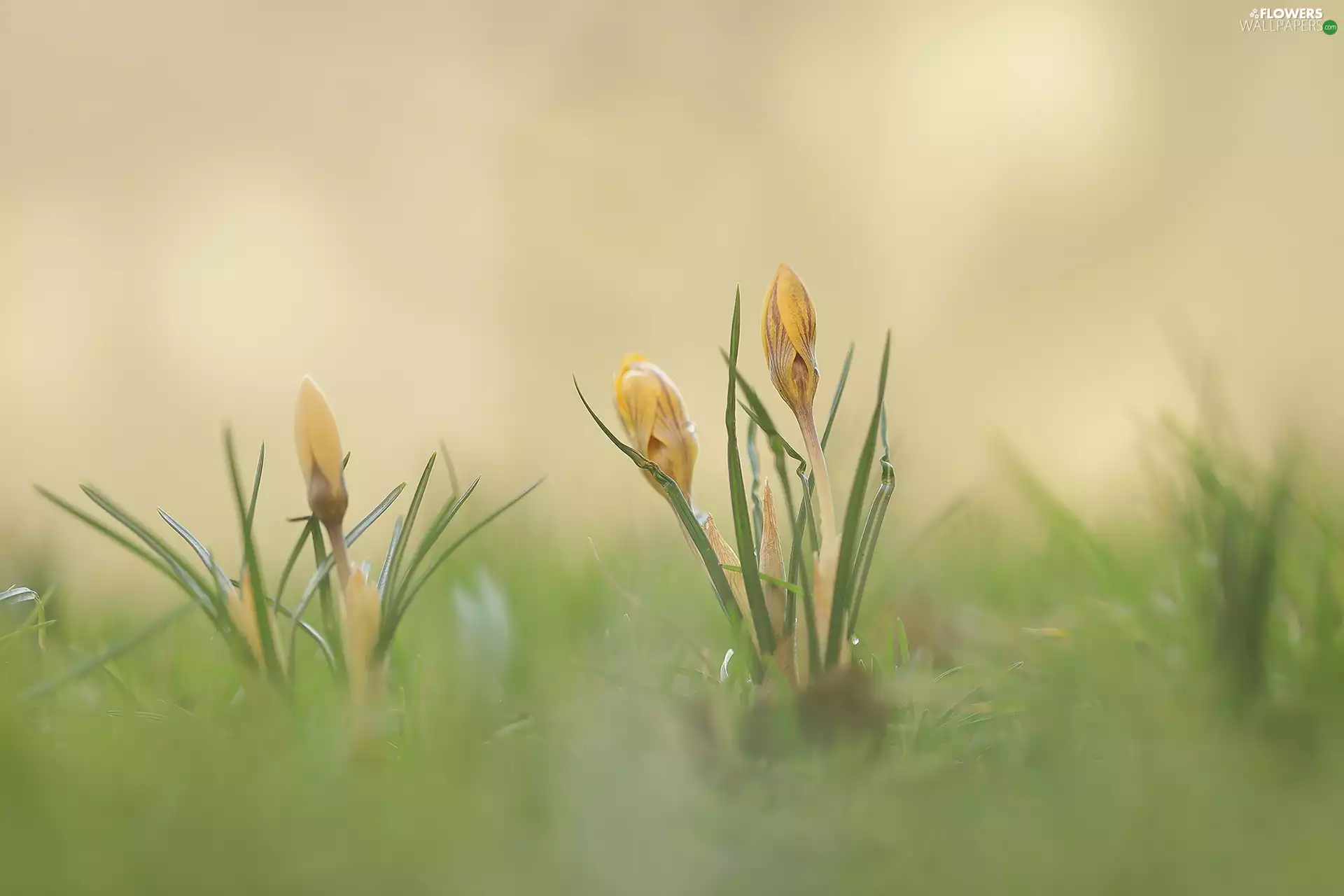 crocuses, Yellow, Buds