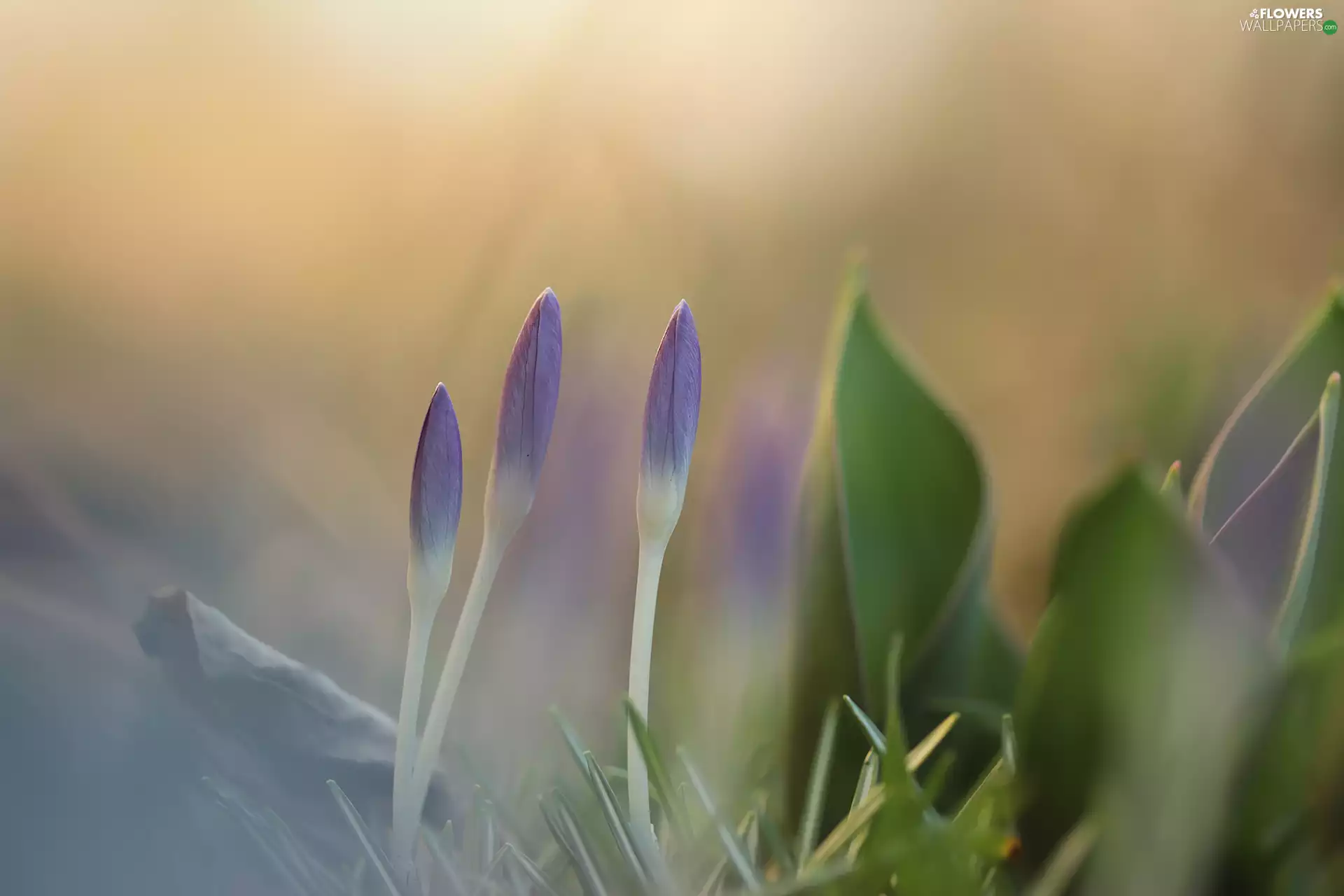 crocuses, Buds
